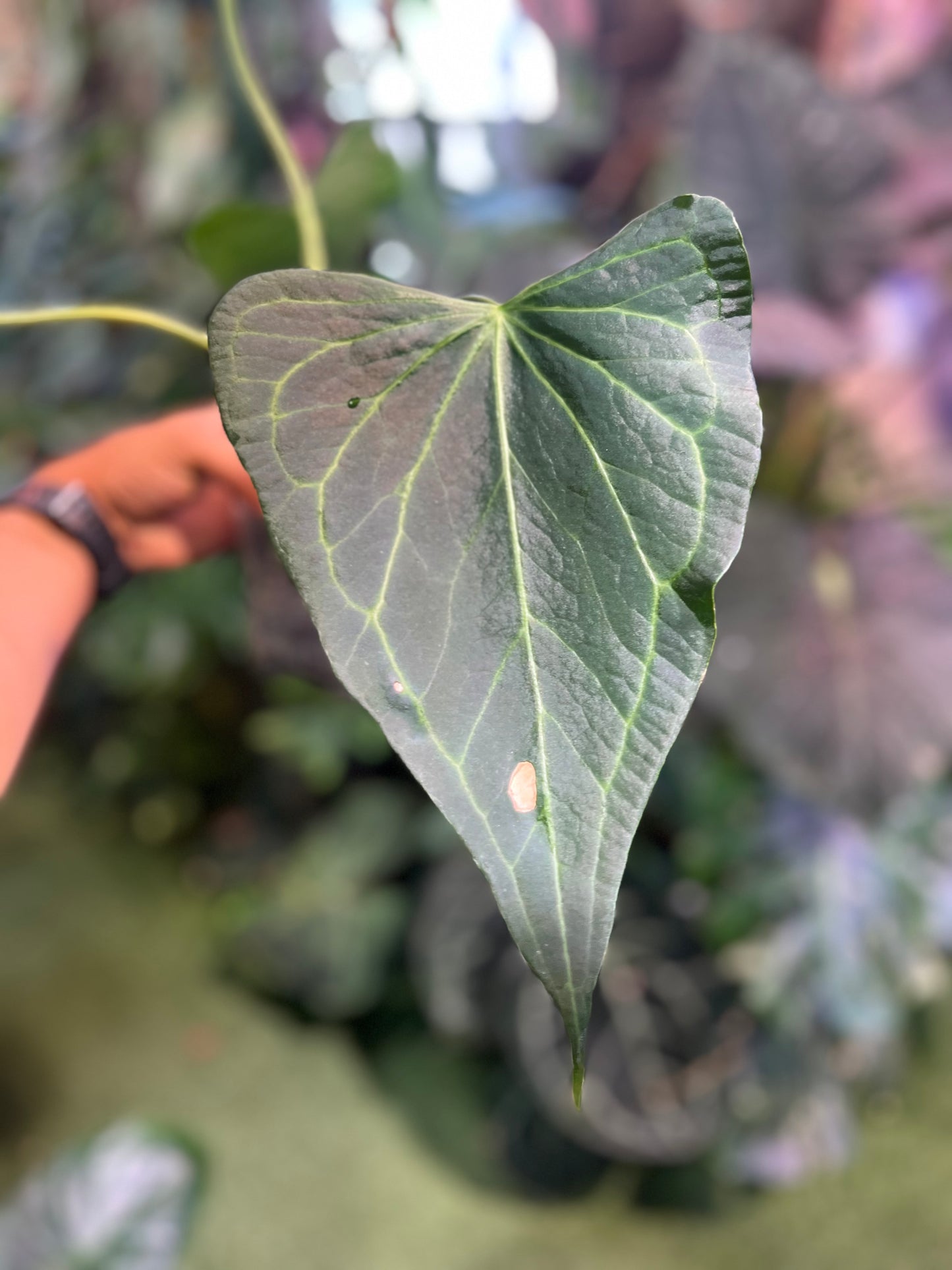 Anthurium Delta Force