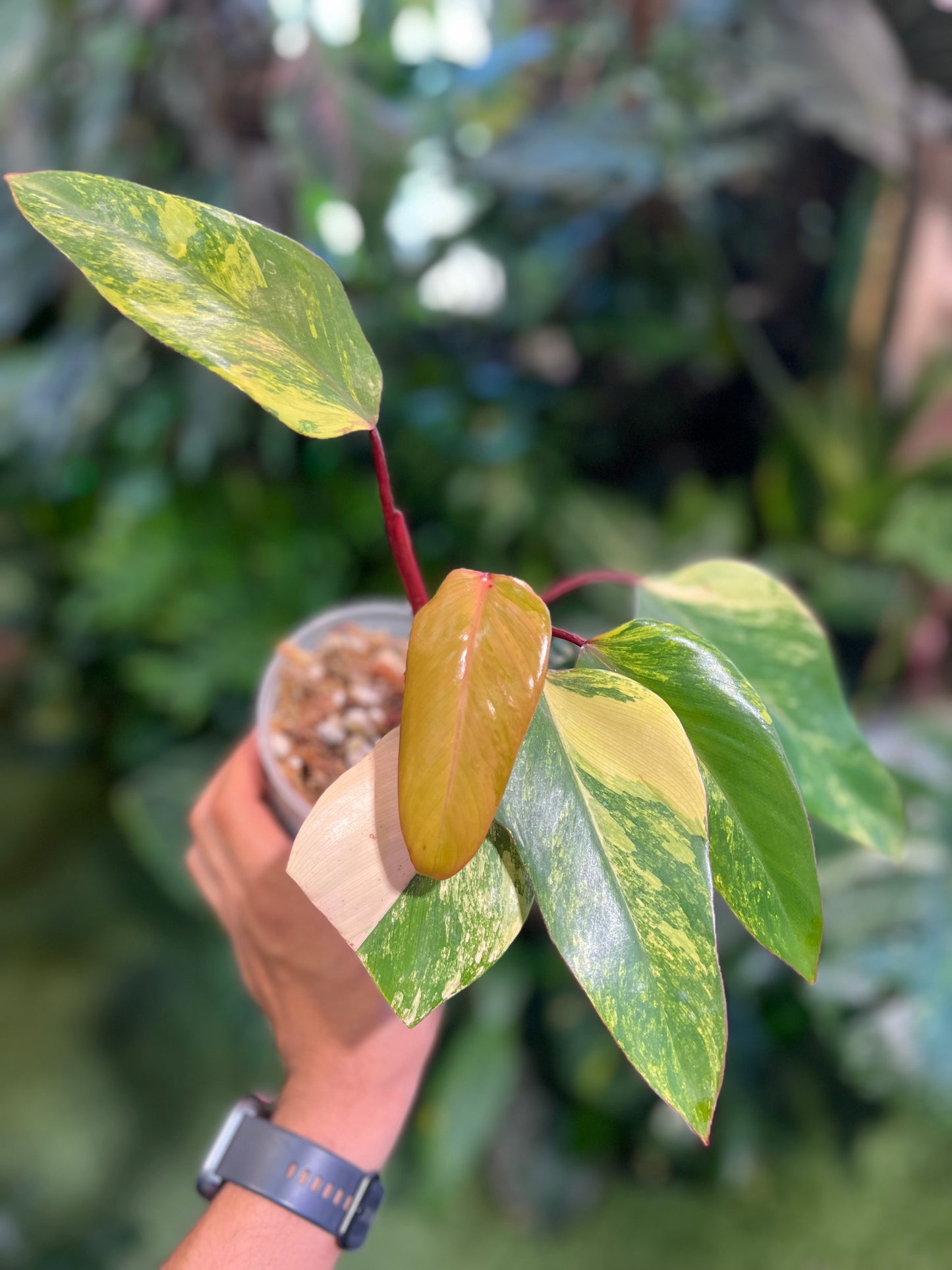 Philodendron Strawberry Shake