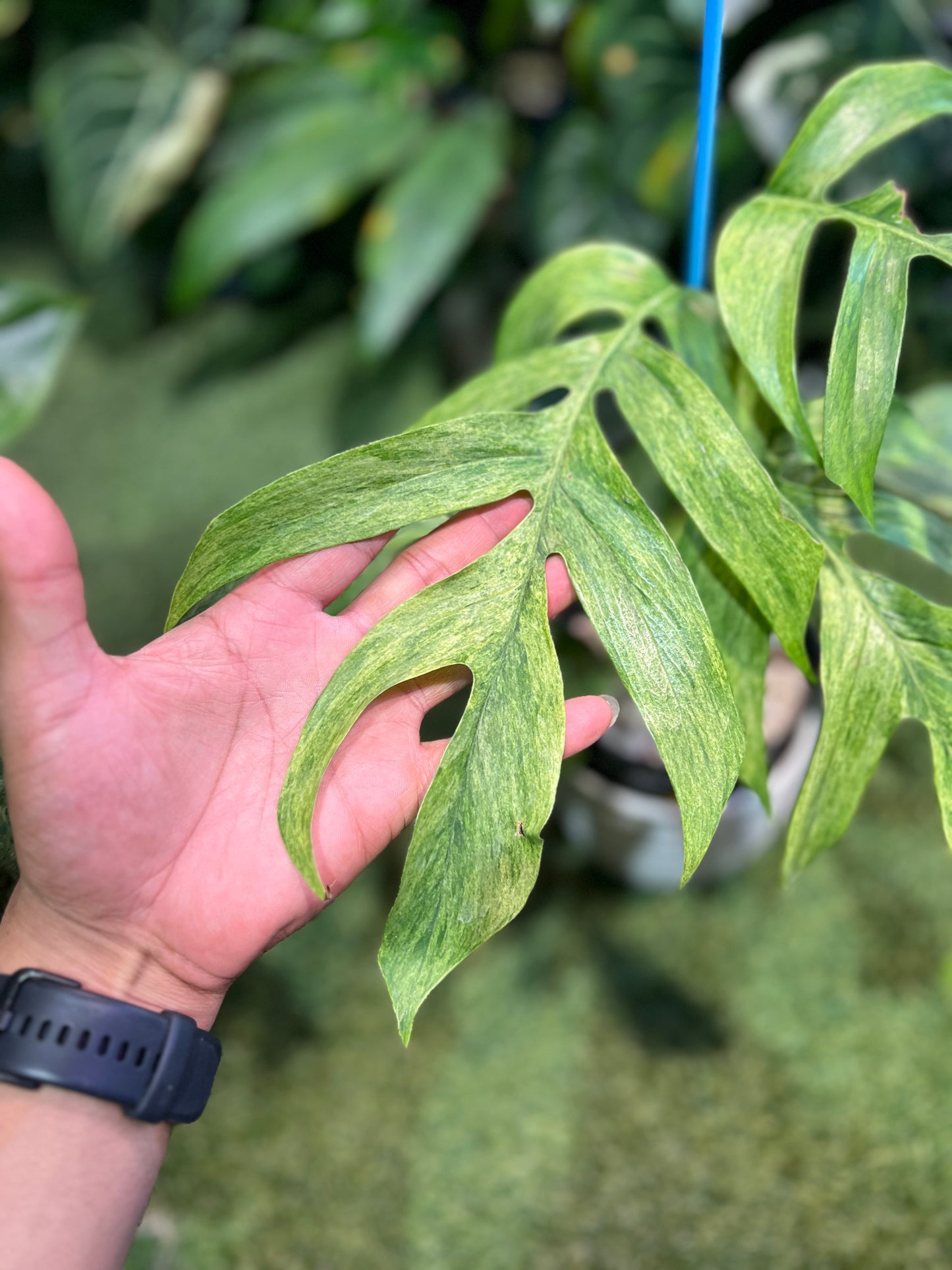 Epipremnum Mint Tricolor