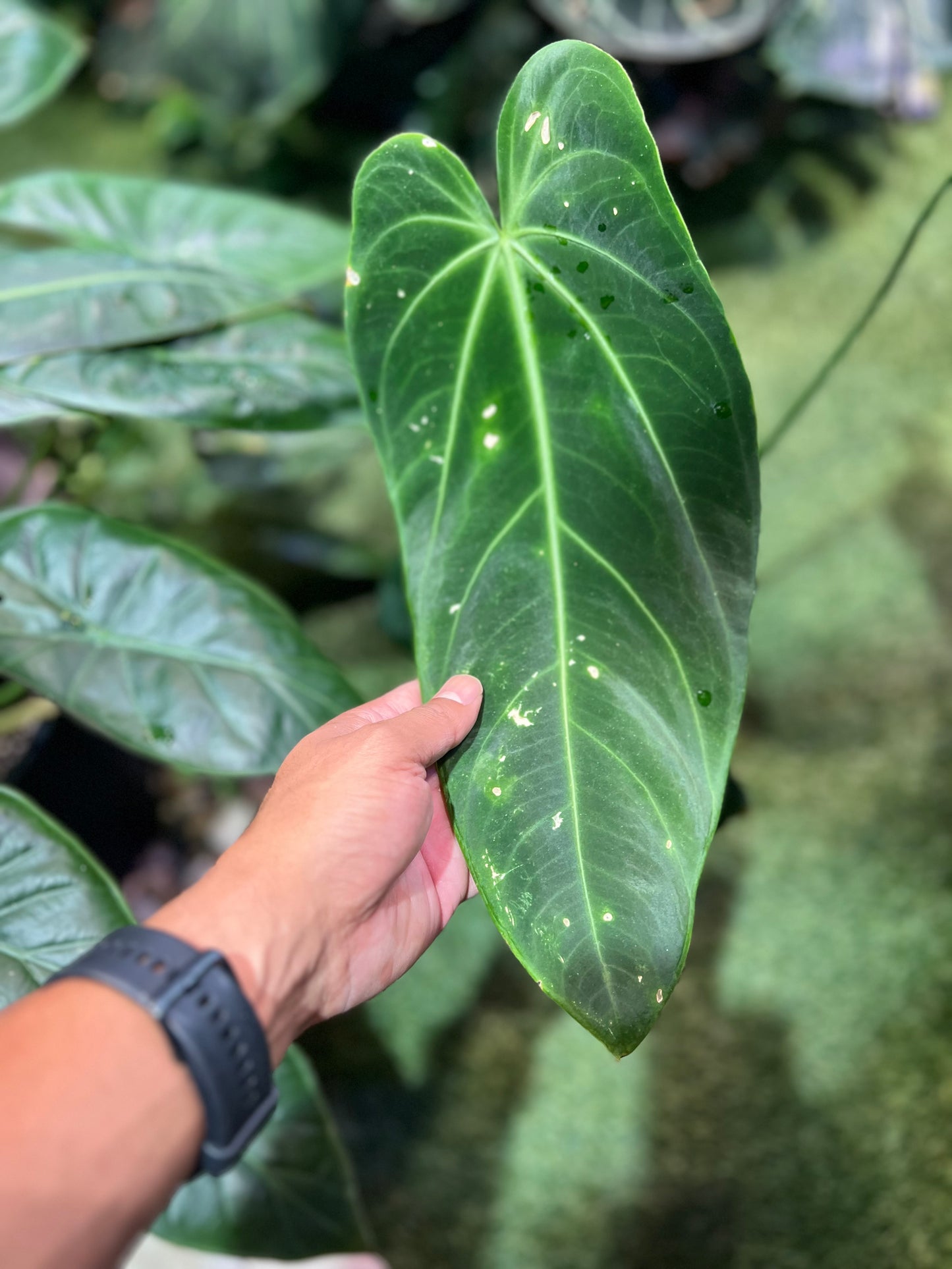 Anthurium Warocqueanum Esmeralda