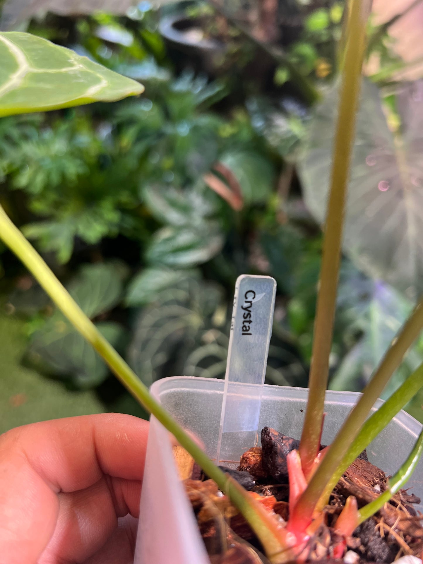 Anthurium Crystallinum