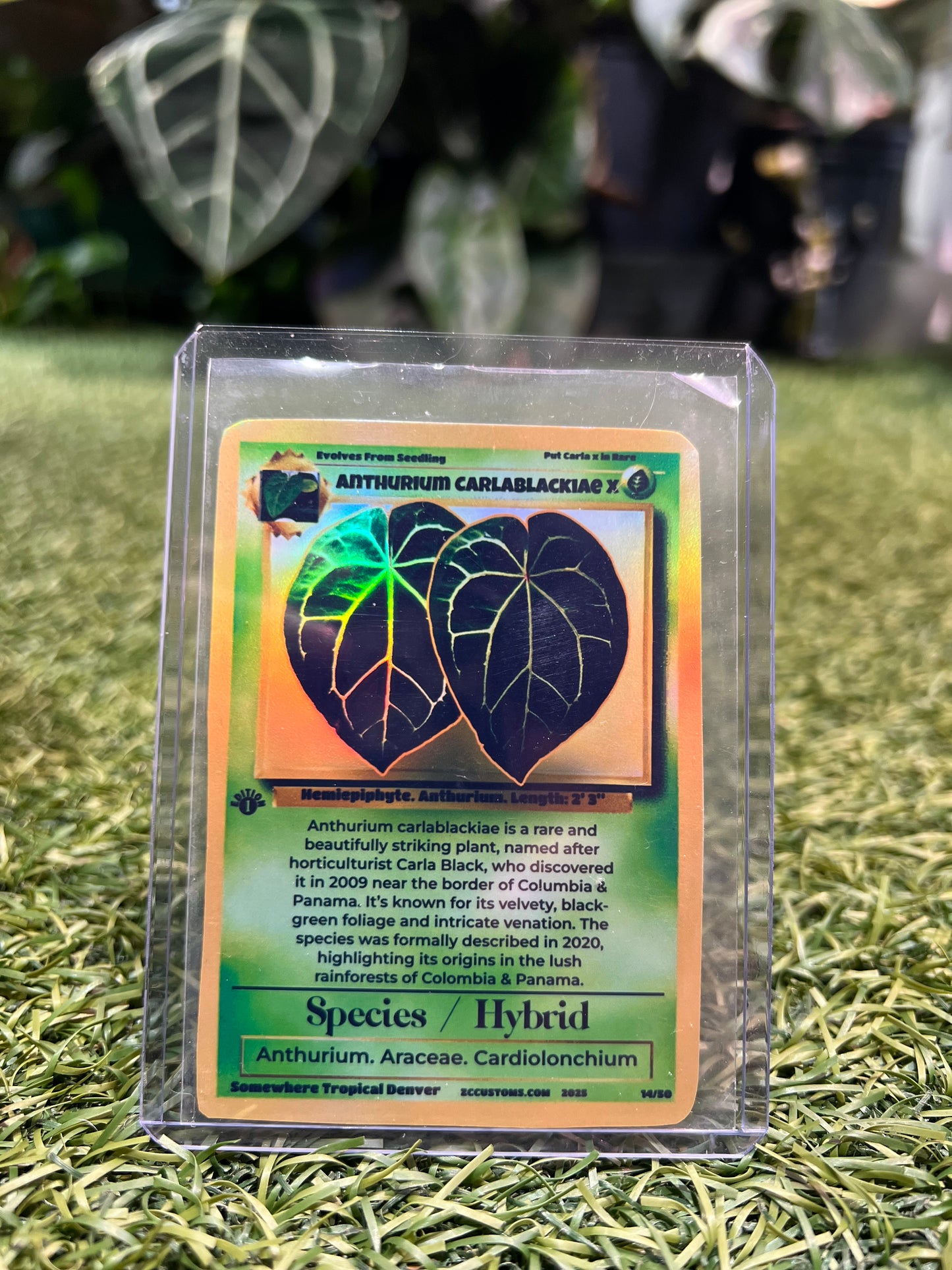 Plant Trading Card Stickers 🌿