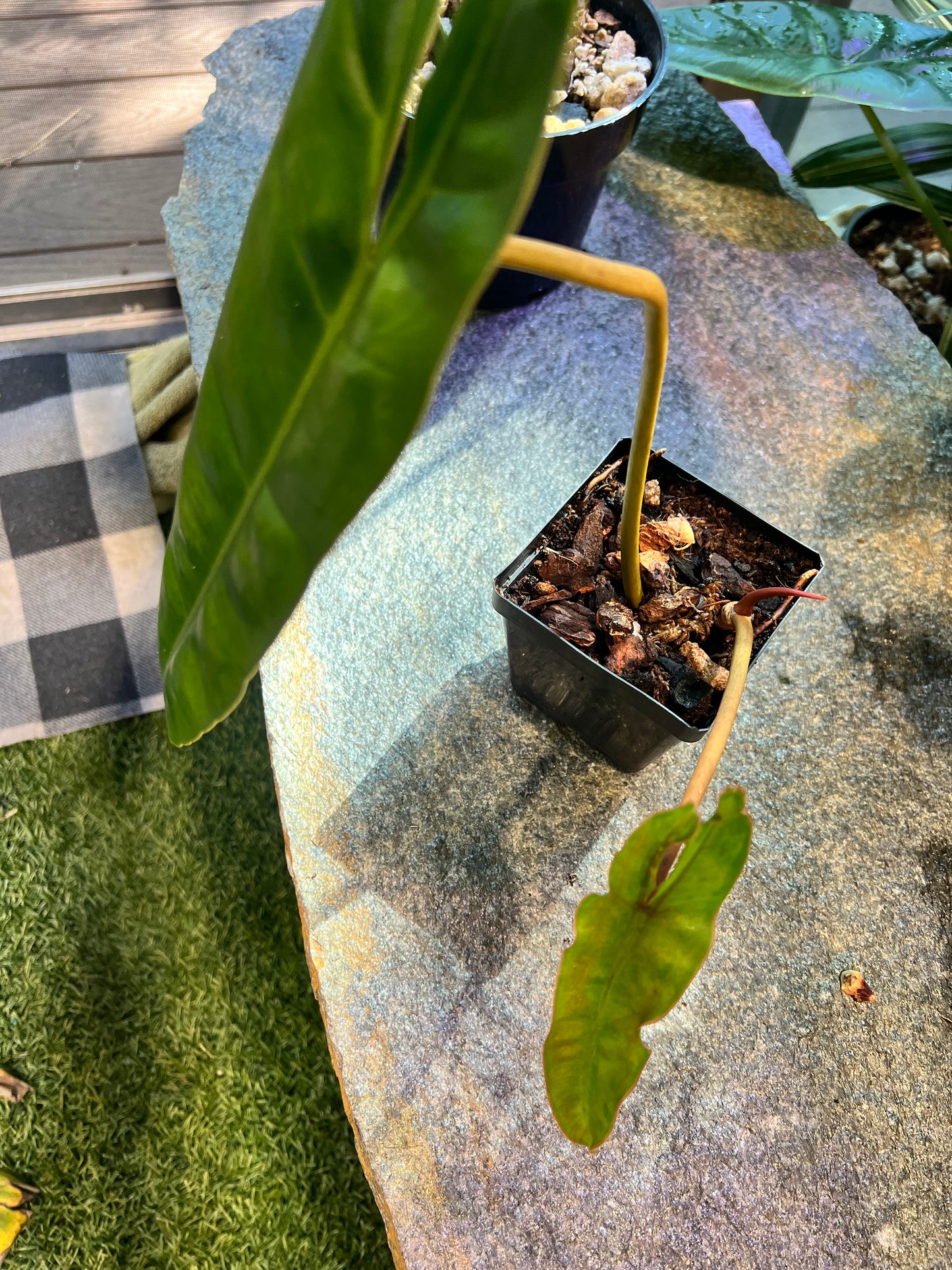 Philodendron Billietiae