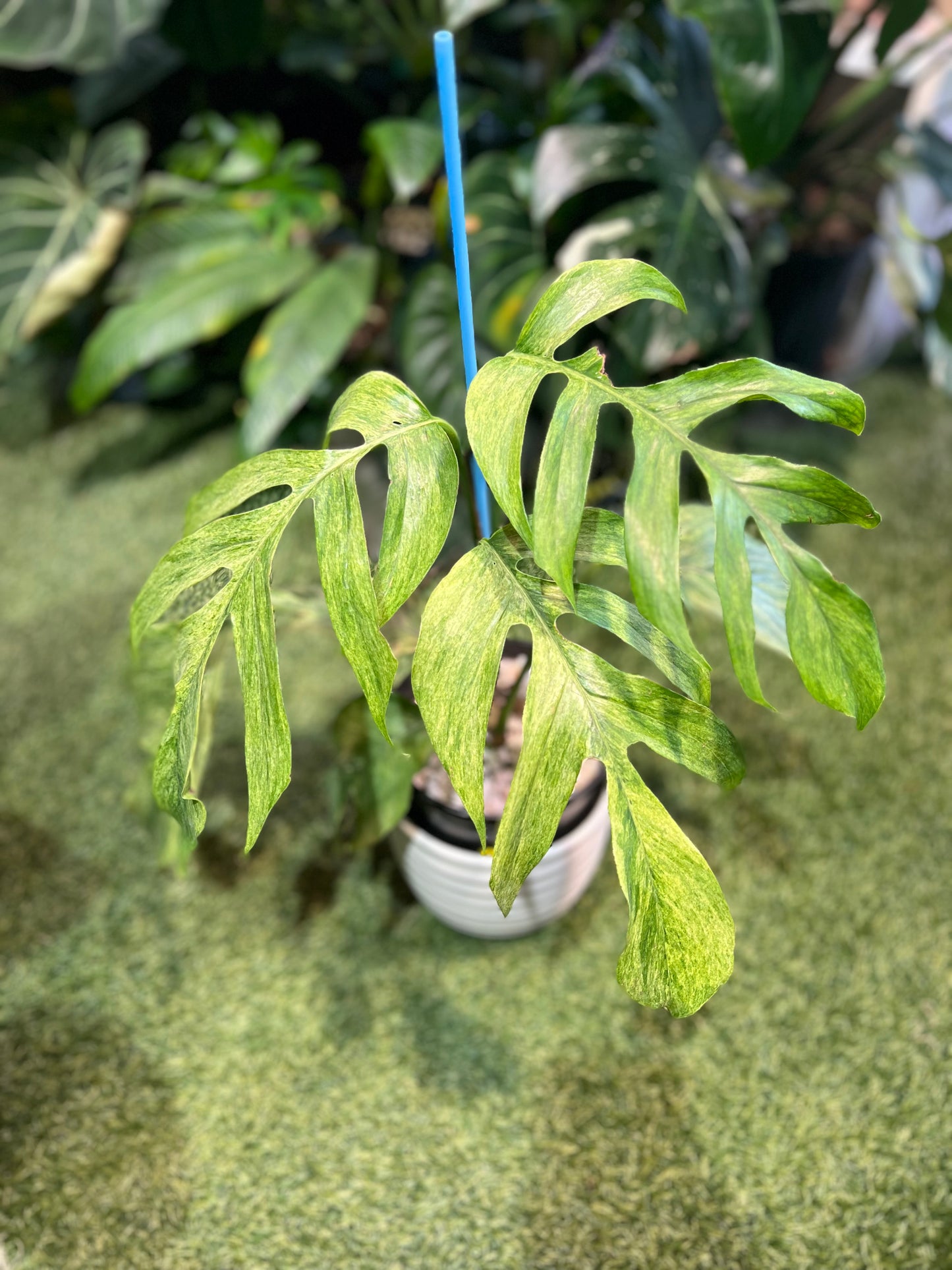 Epipremnum Mint Tricolor