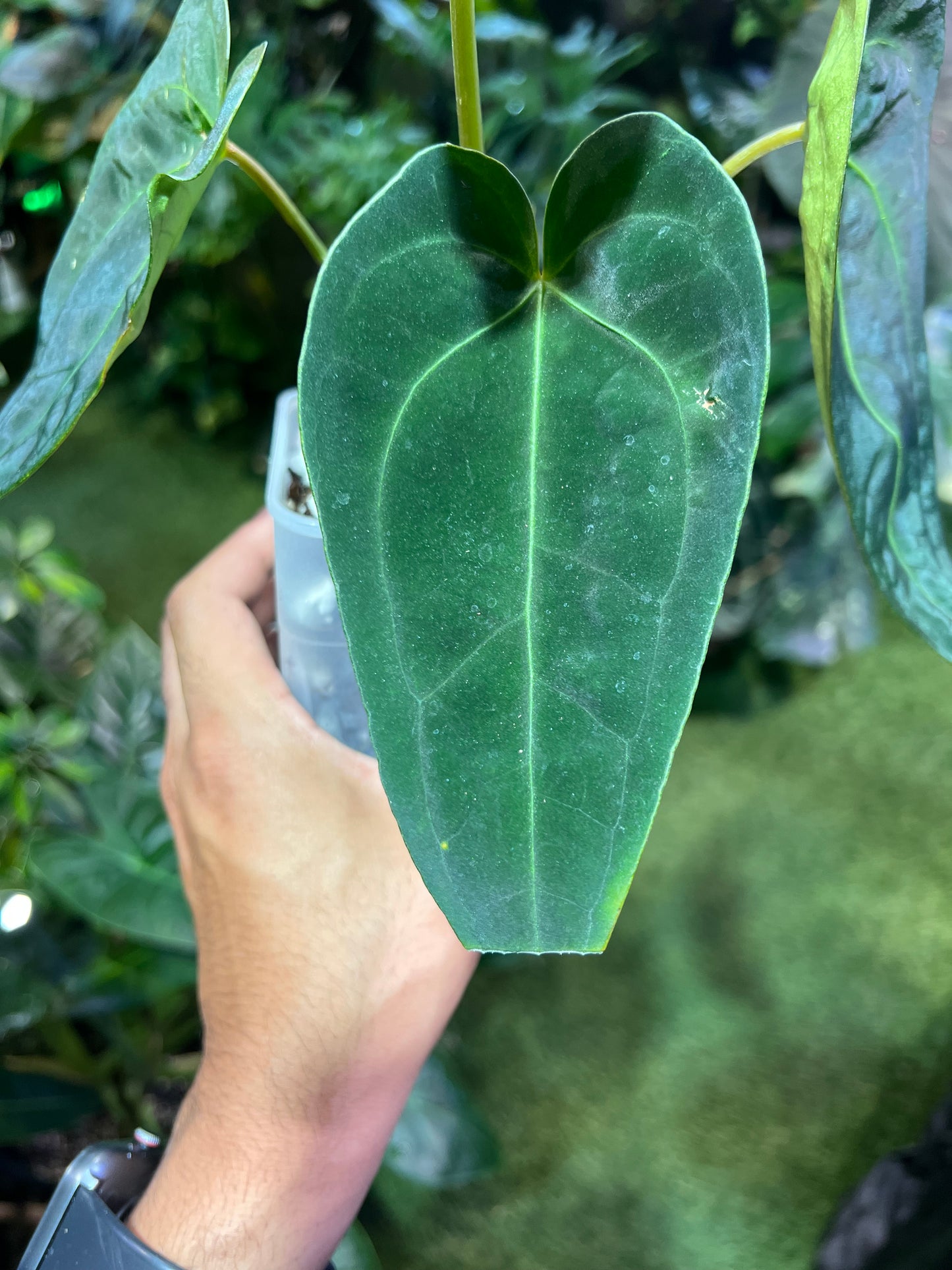 Anthurium Hoffmannii x Open