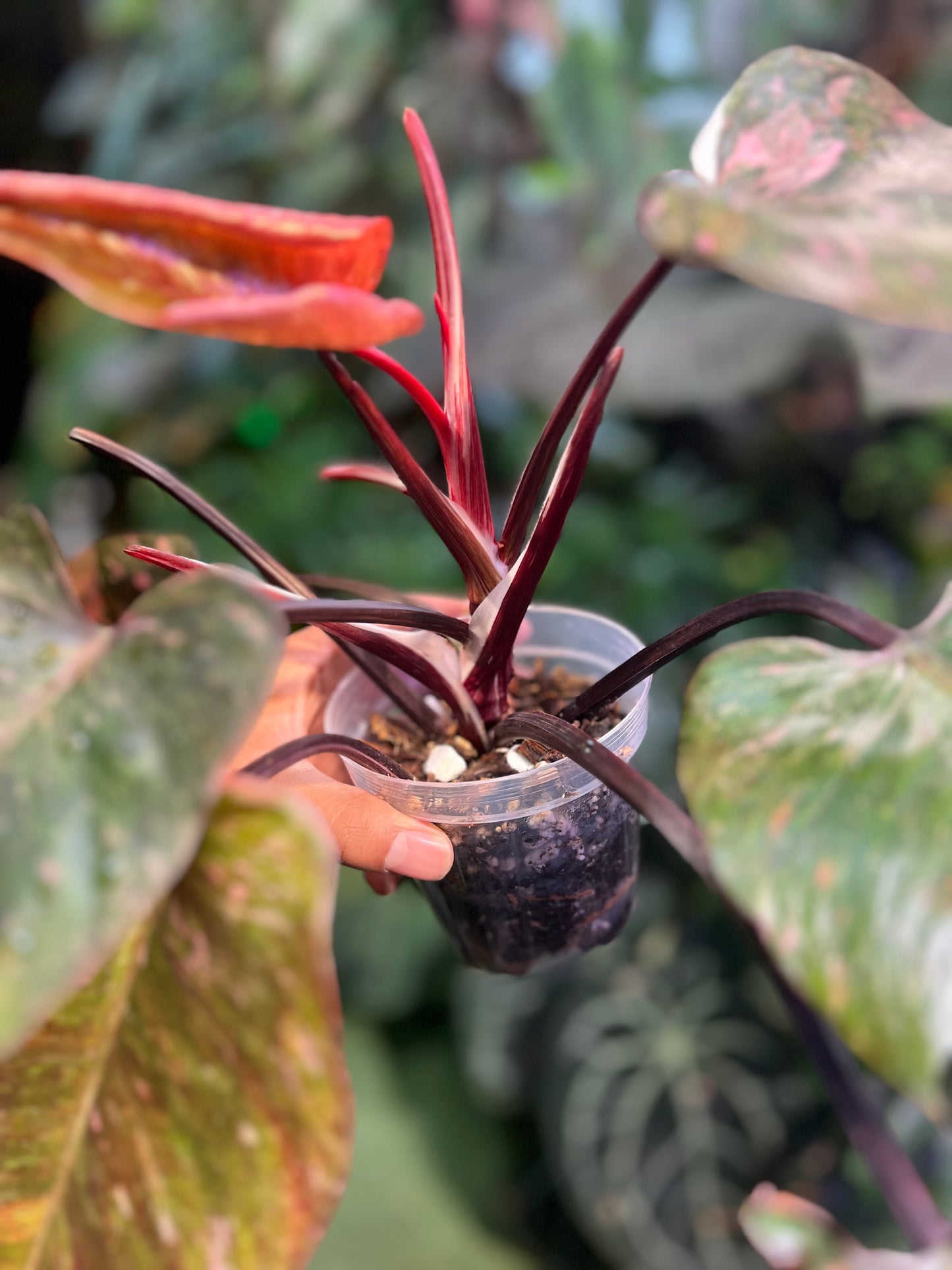 Philodendron Galaxy Tri-Color