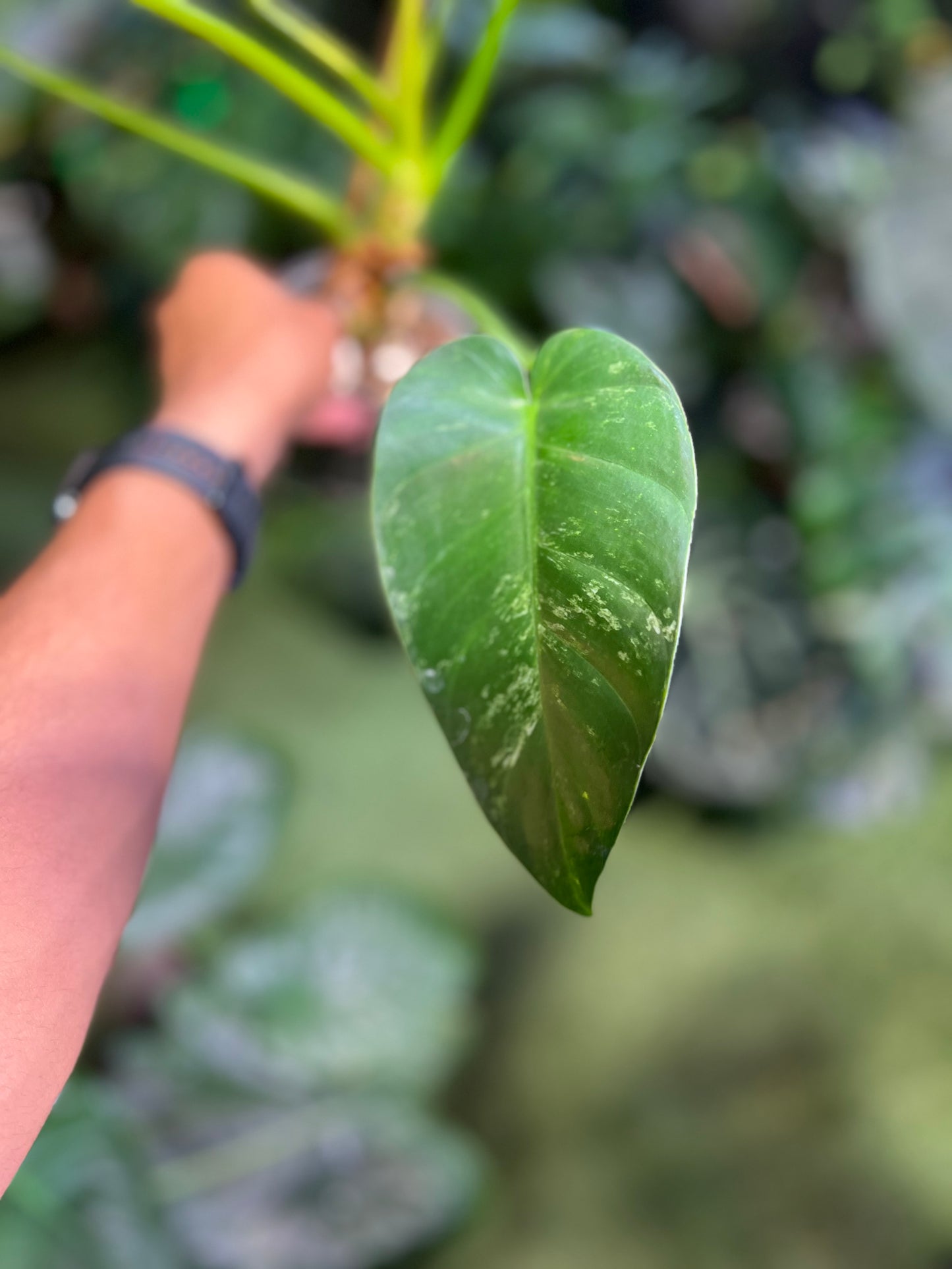 Philodendron Giganteum “Blizzard” (Low Var)