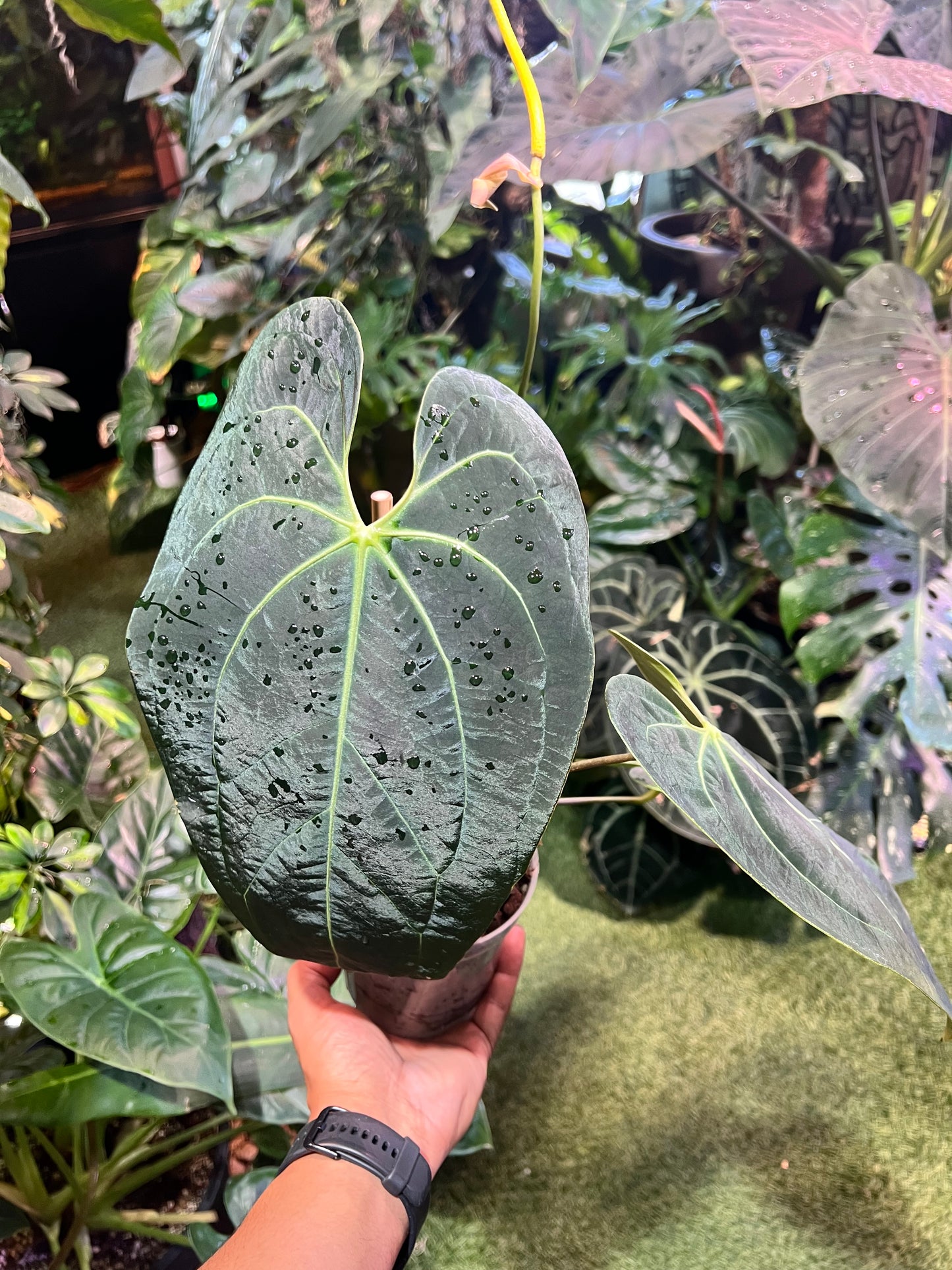 Anthurium NOID “Wings” x Besseae AFF