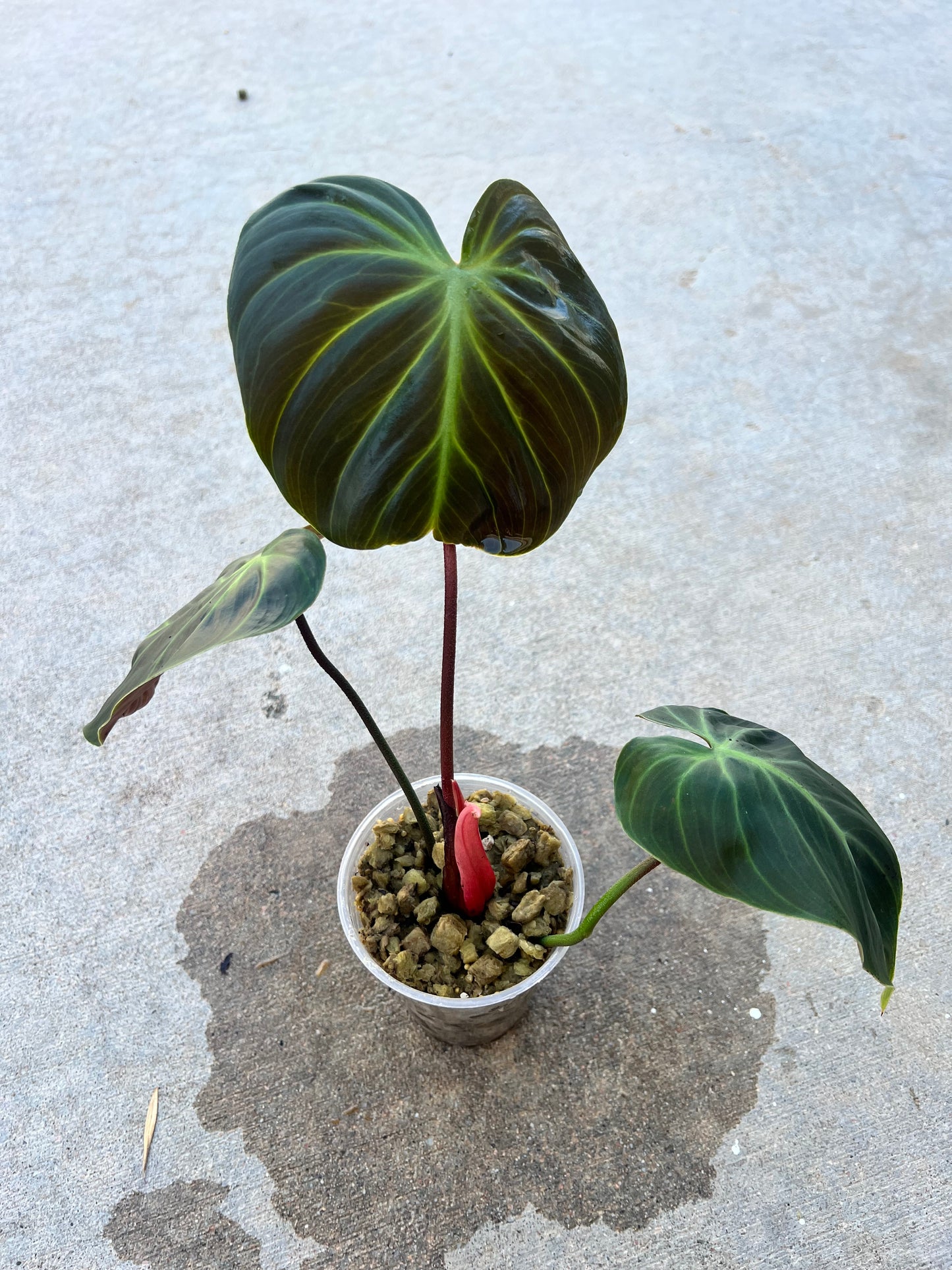Philodendron El-Choco Red