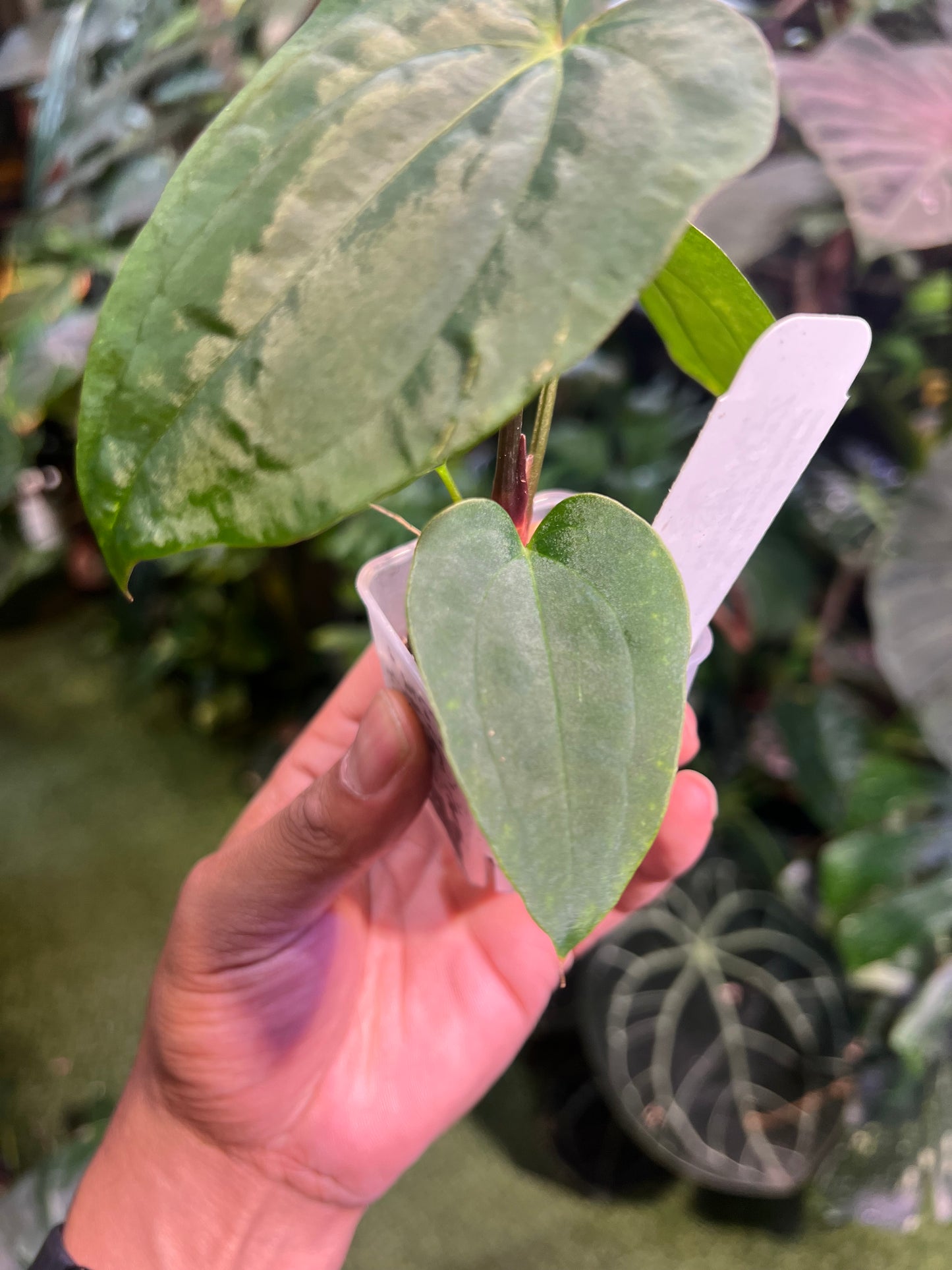 Anthurium (Stripey Mag x BVEP) x (Dress x Carla RL)