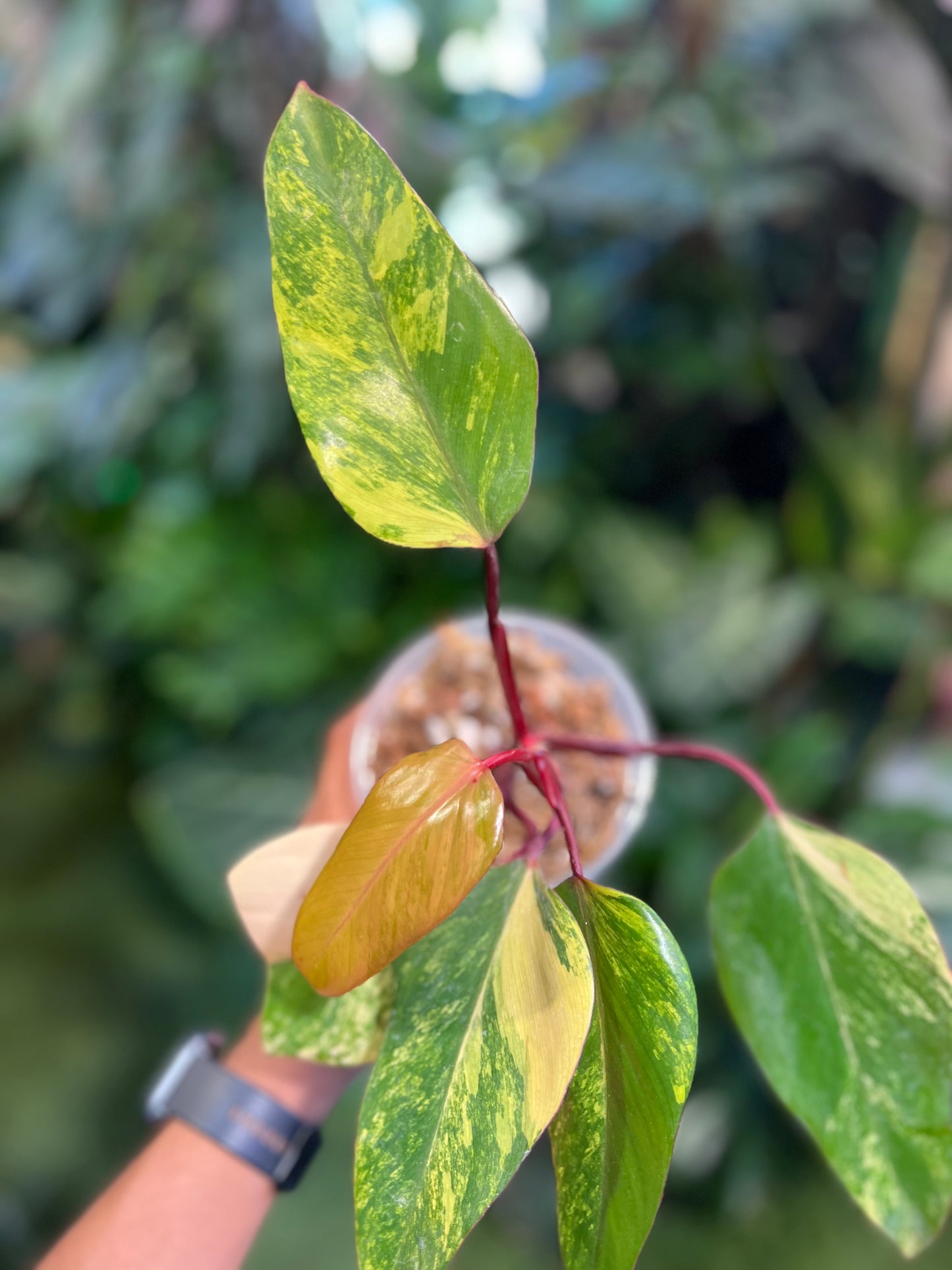 Philodendron Strawberry Shake