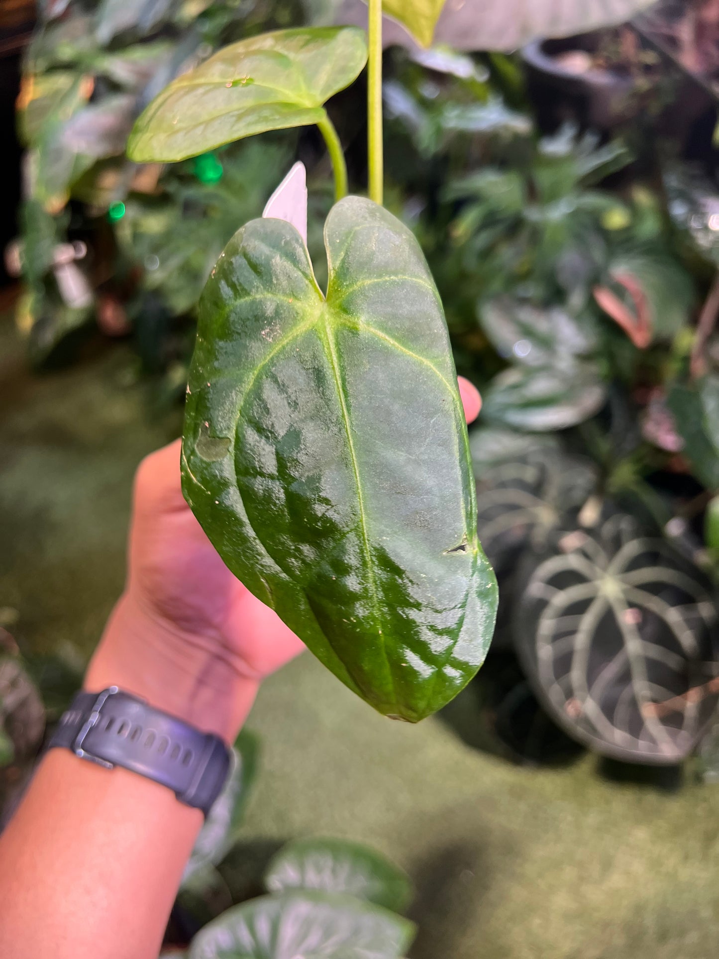 Anthurium Forgetii x Pap