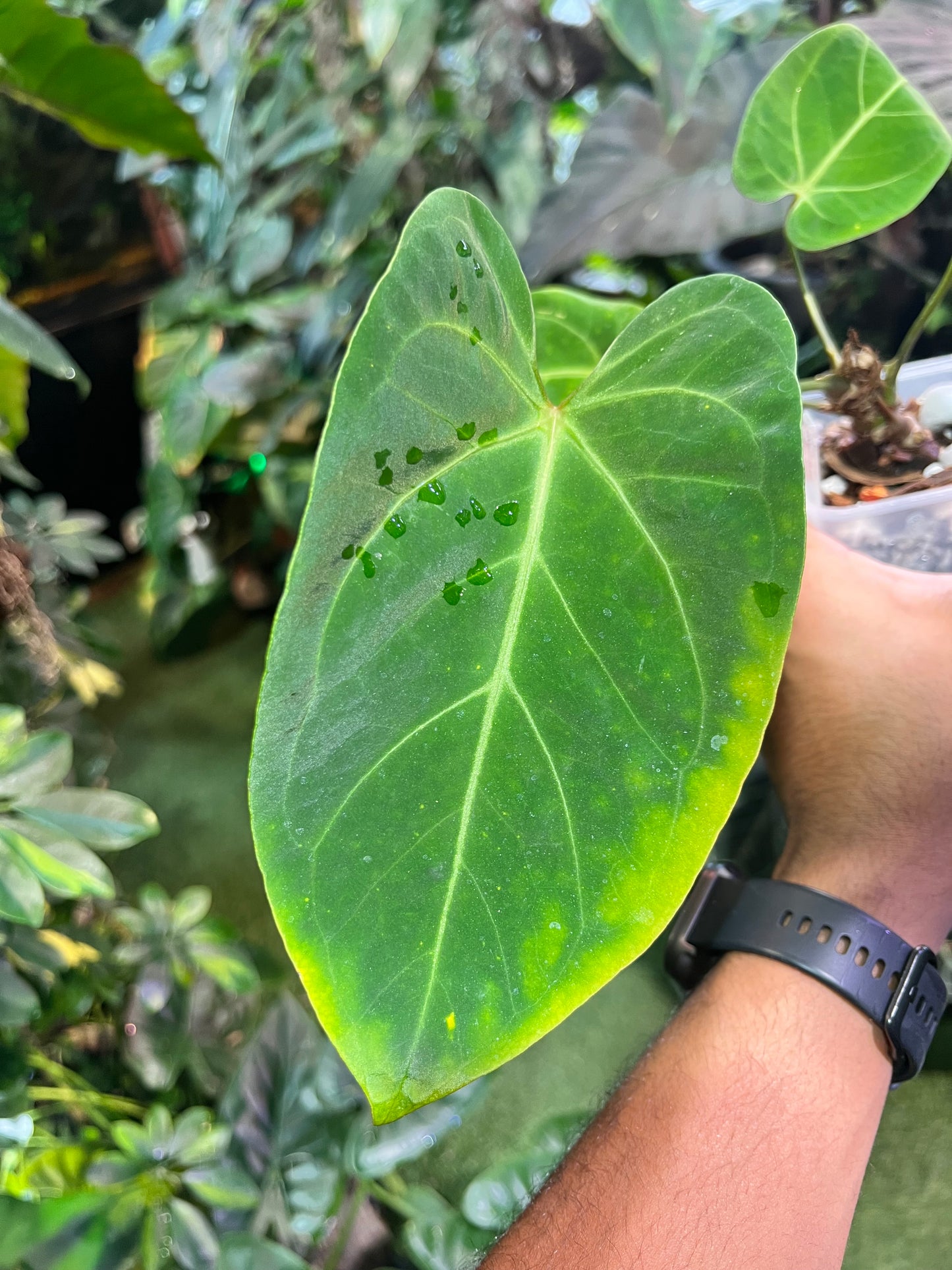 Anthurium Regale x Ree Hoffmannii