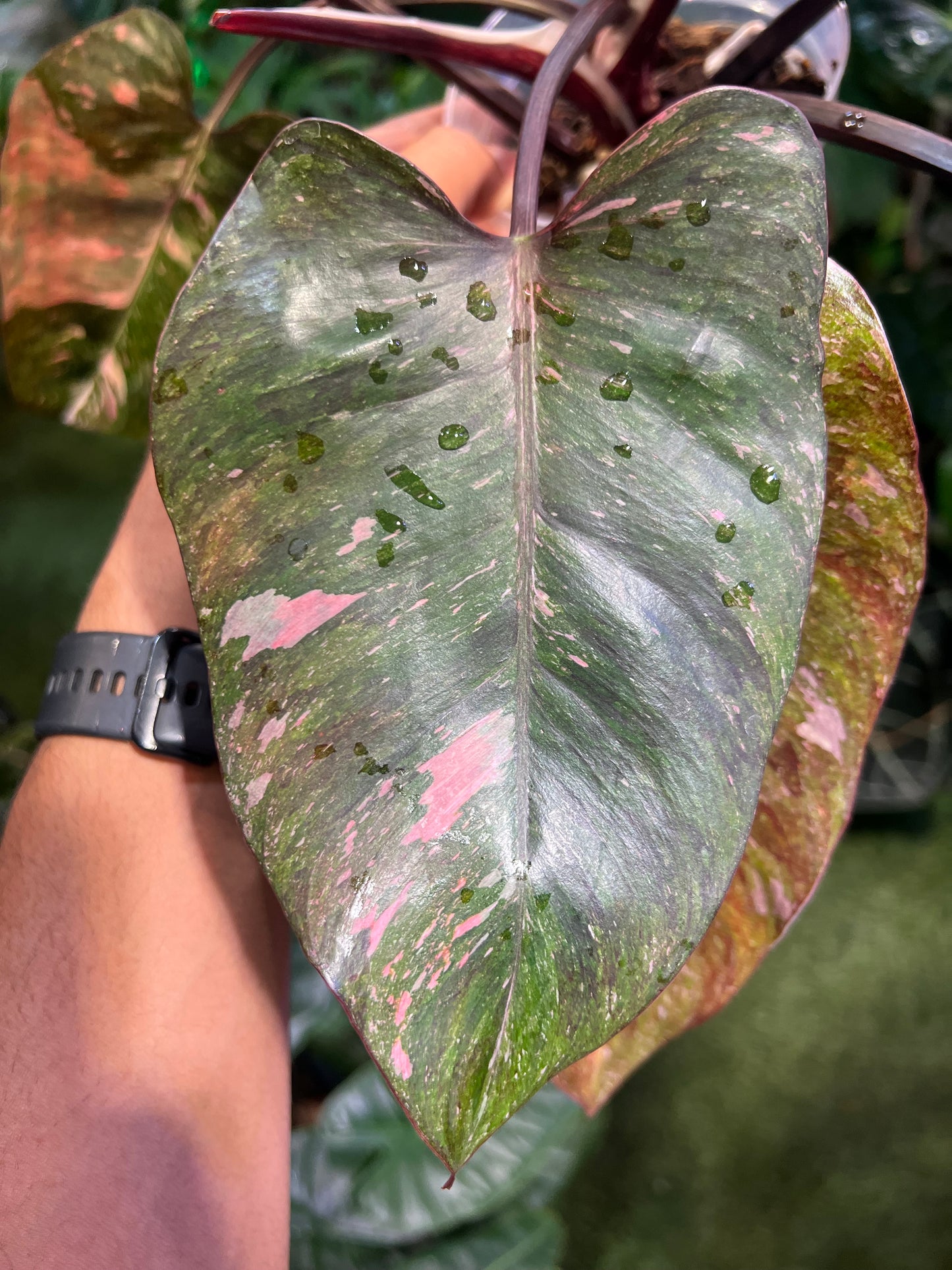Philodendron Galaxy Tri-Color