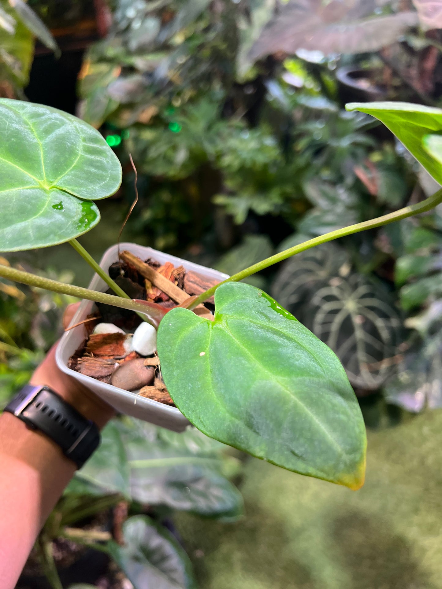 Anthurium Forgetii x Pap