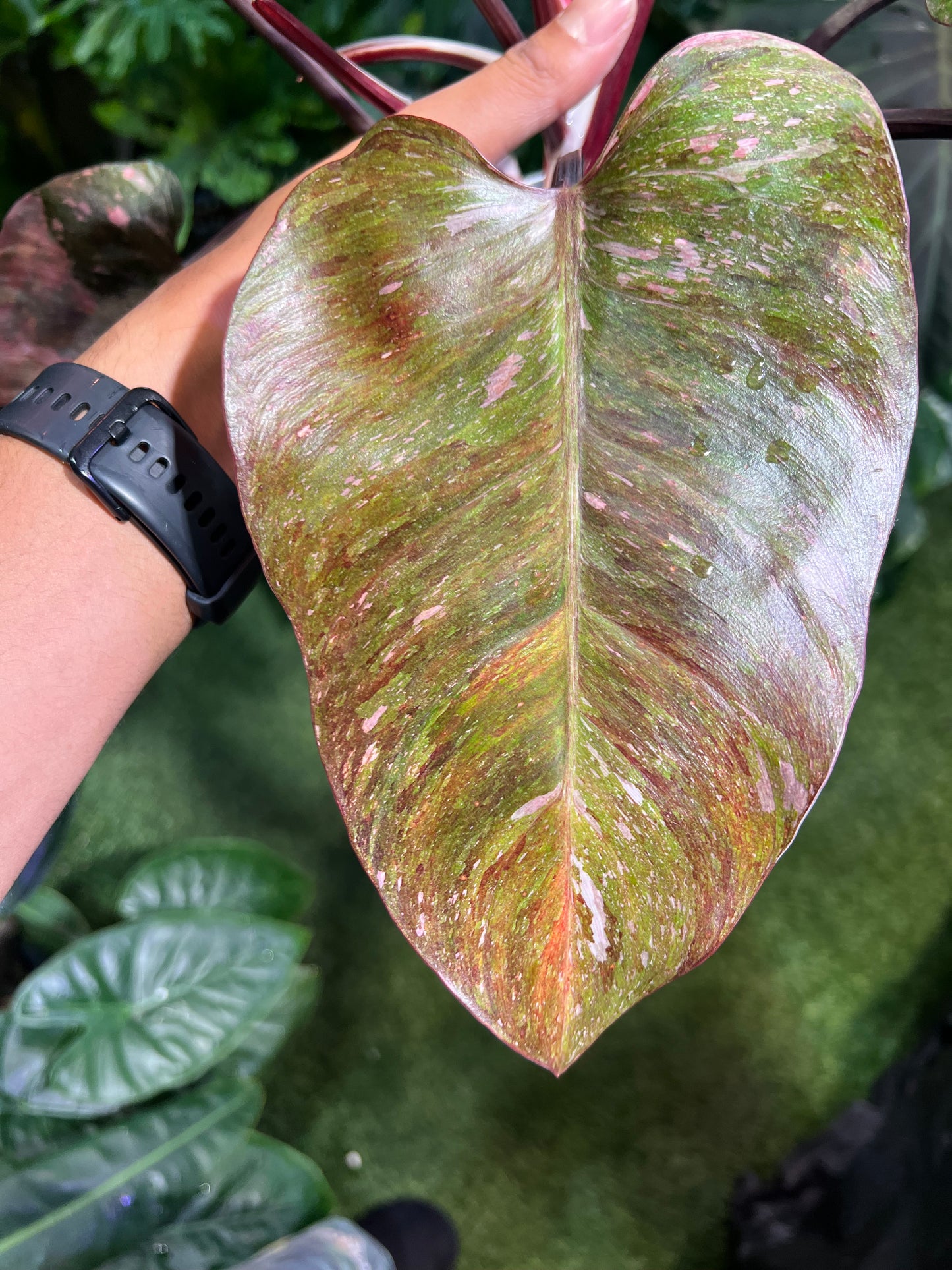 Philodendron Galaxy Tri-Color