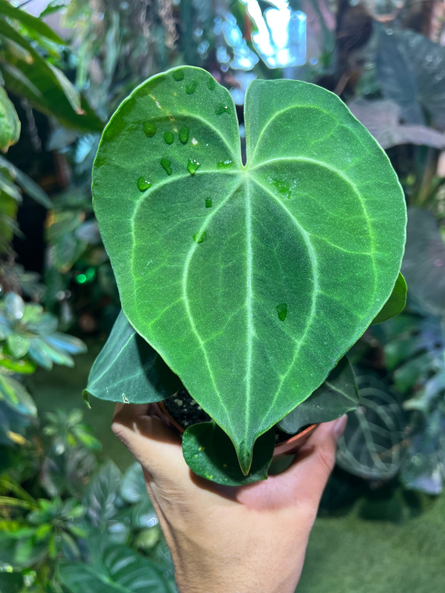 Anthurium Clarinervium
