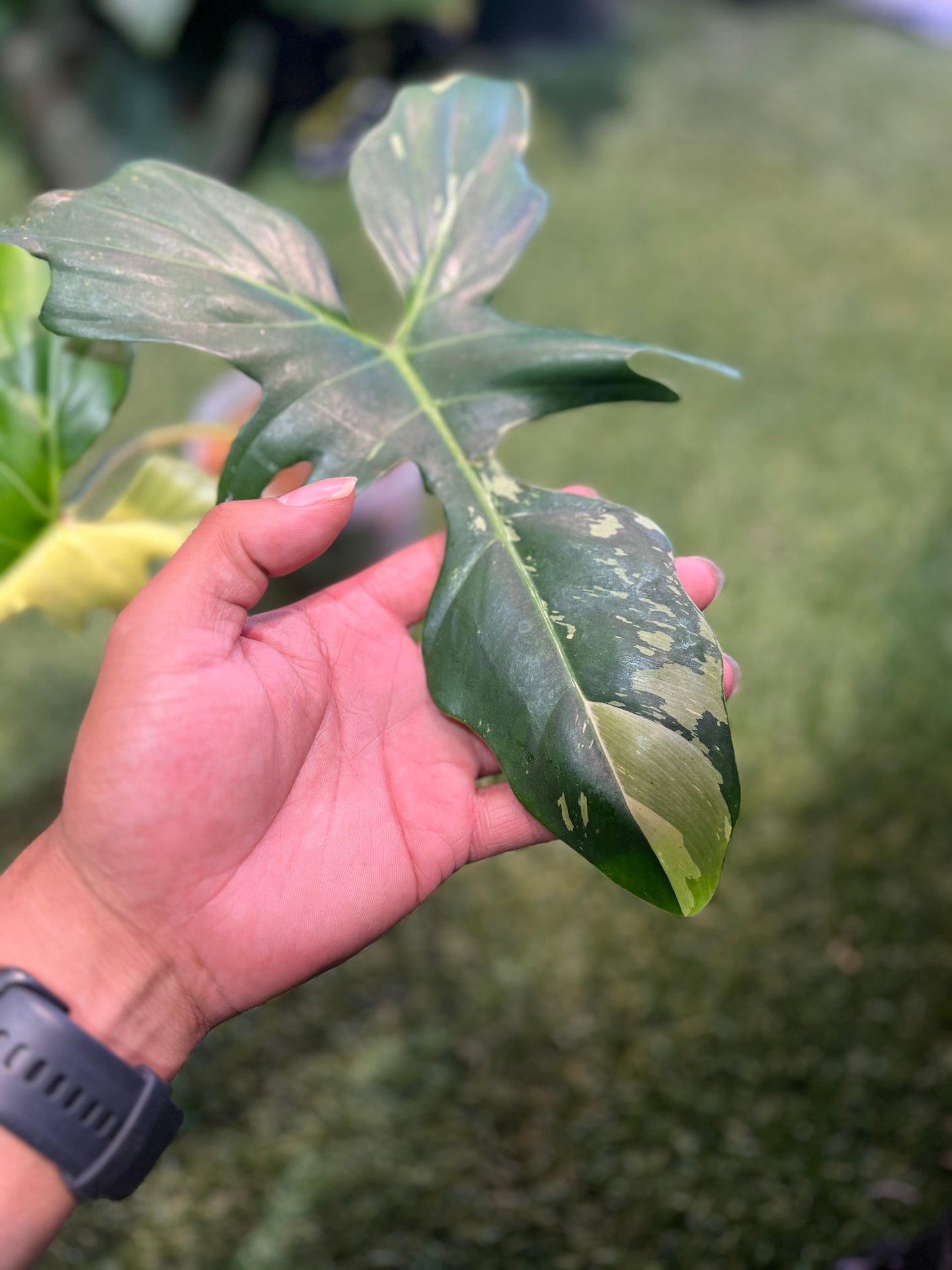 Philodendron Golden Dragon Variegated