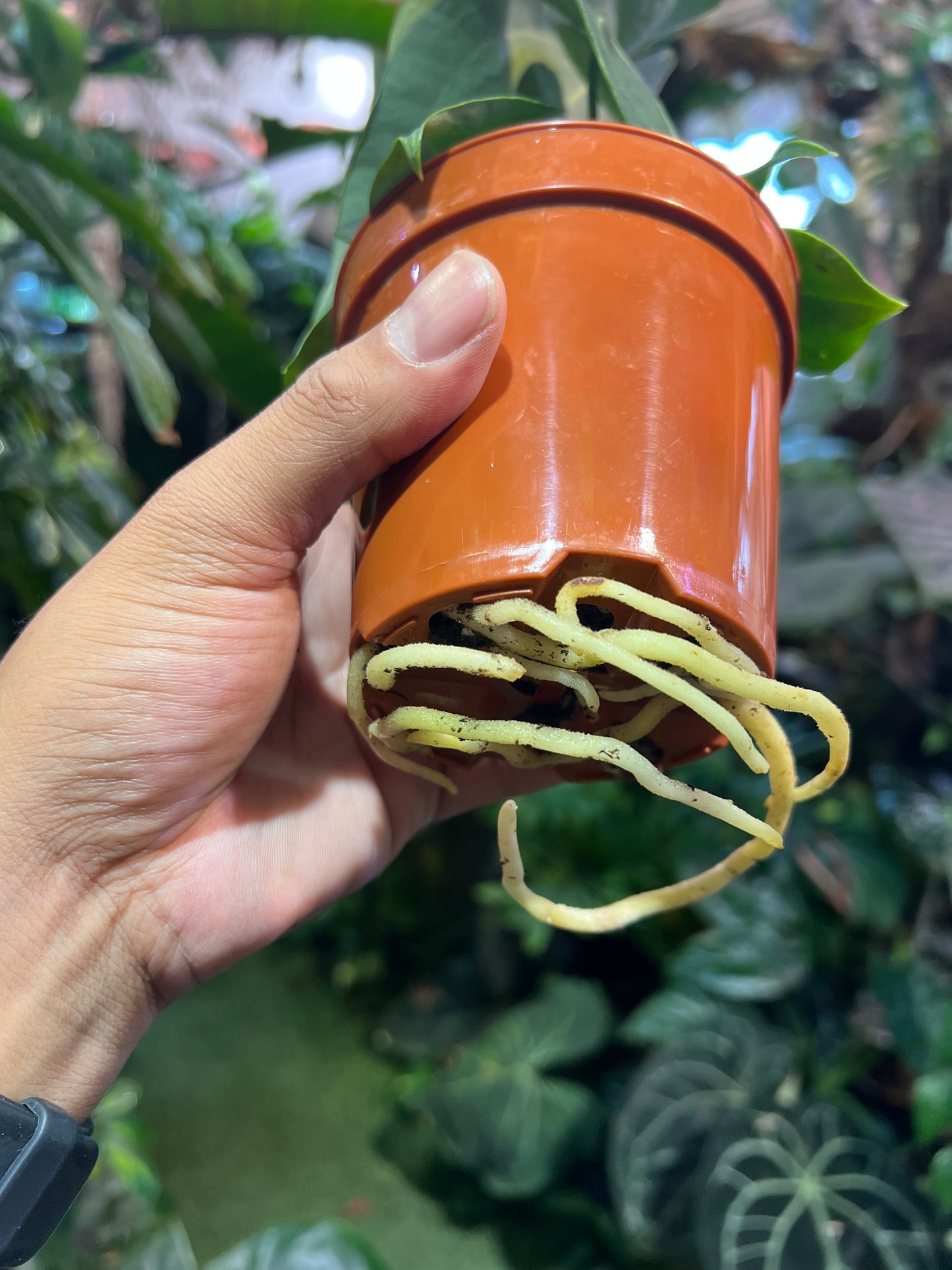 Anthurium Clarinervium