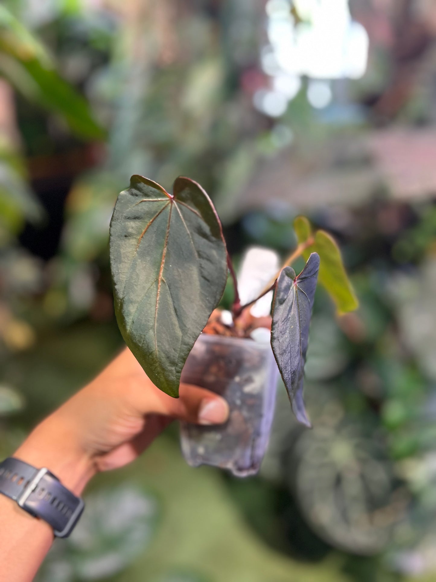 Anthurium Red Crystallinum (NSE) x RG Dress x Delta Dawn x Self