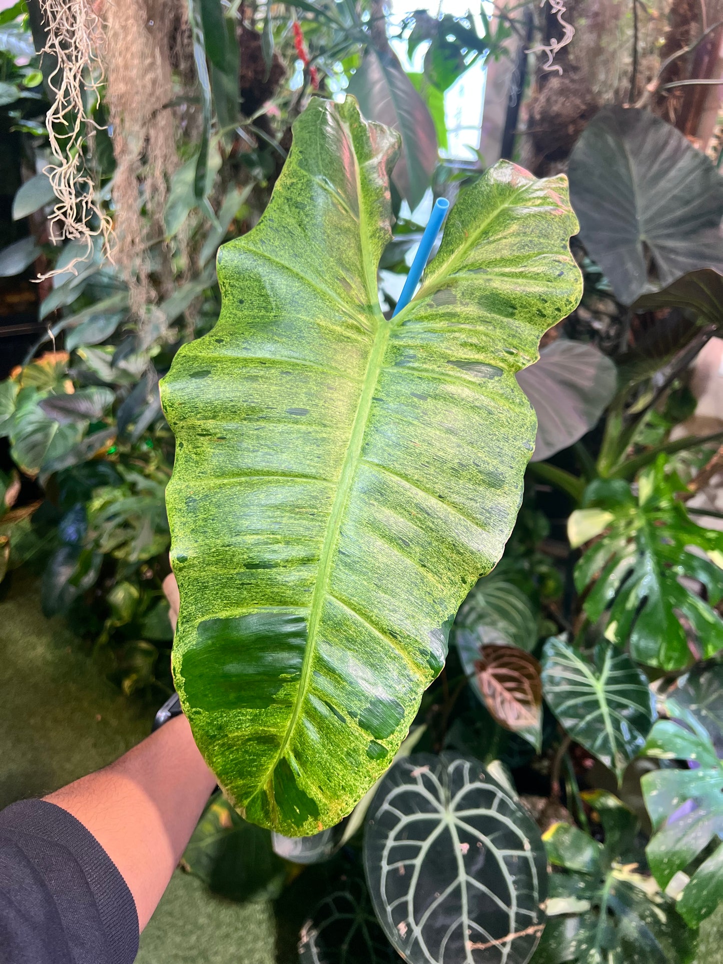 Philodendron Paraiso Verde