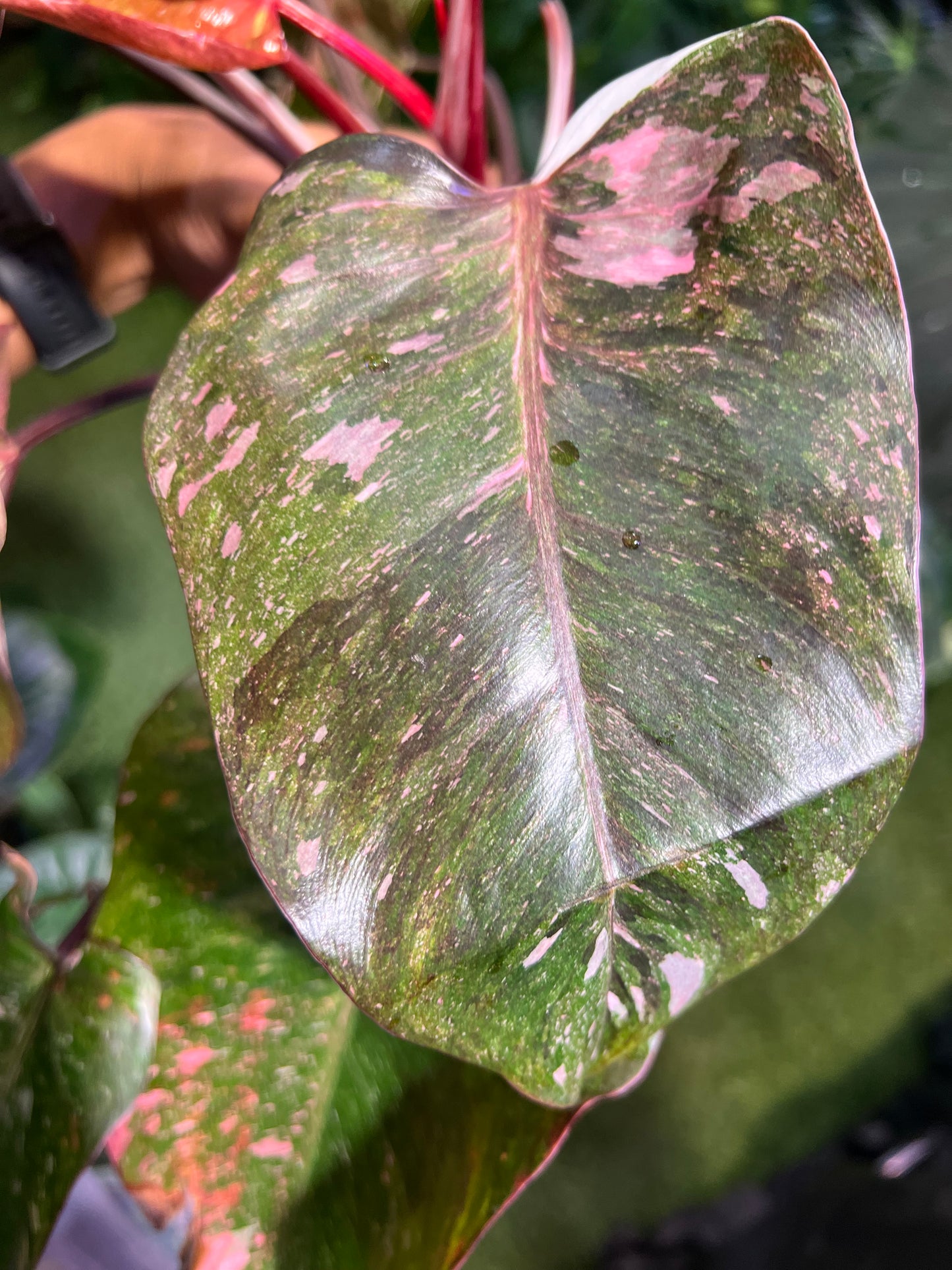 Philodendron Galaxy Tri-Color