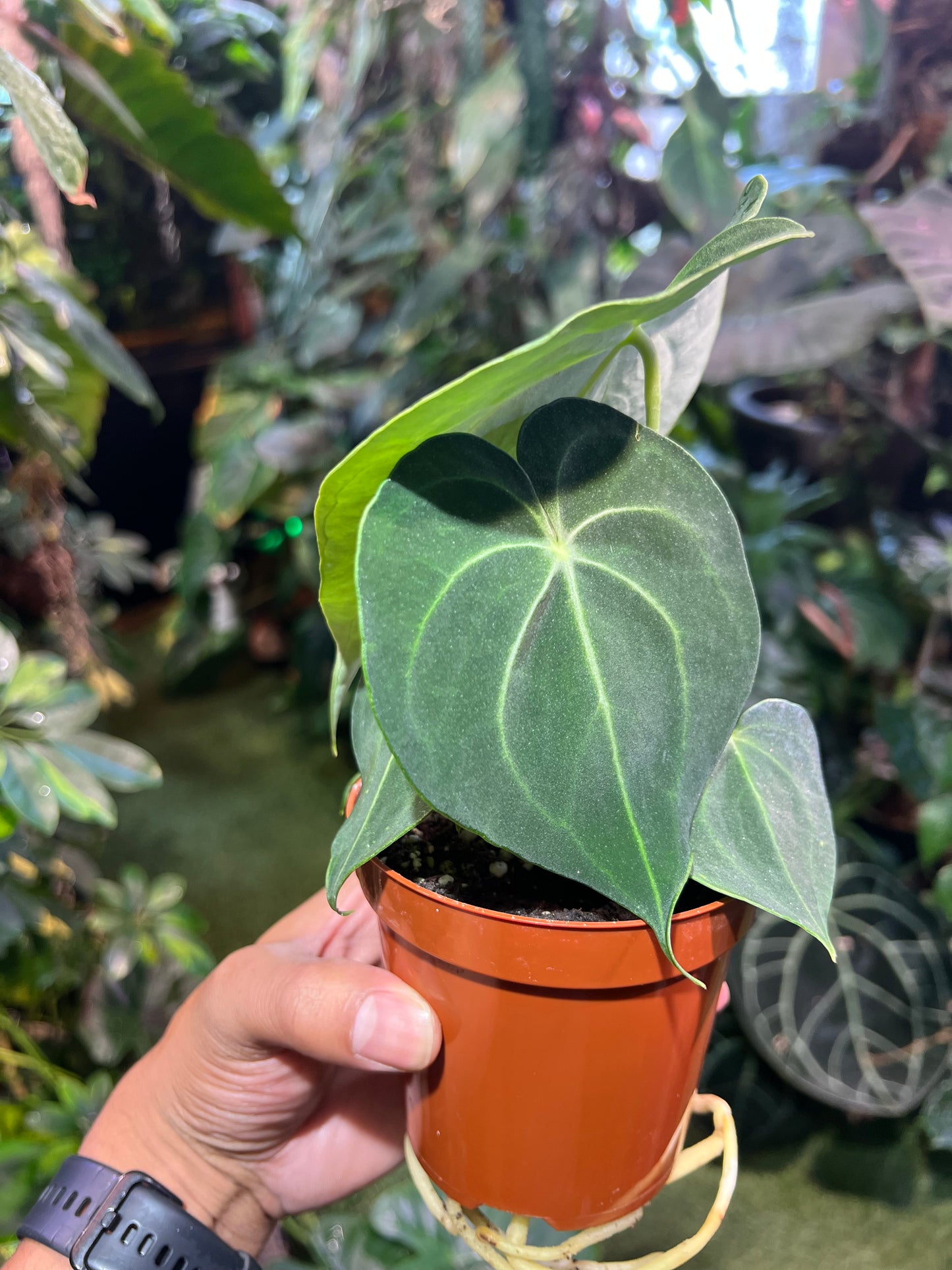 Anthurium Clarinervium