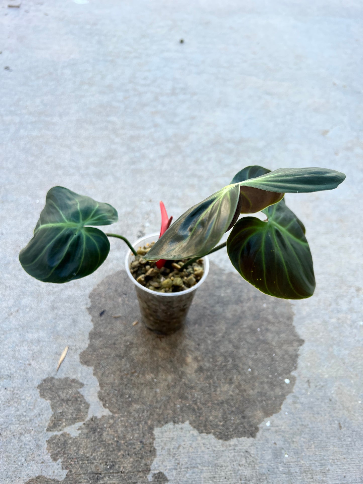 Philodendron El-Choco Red
