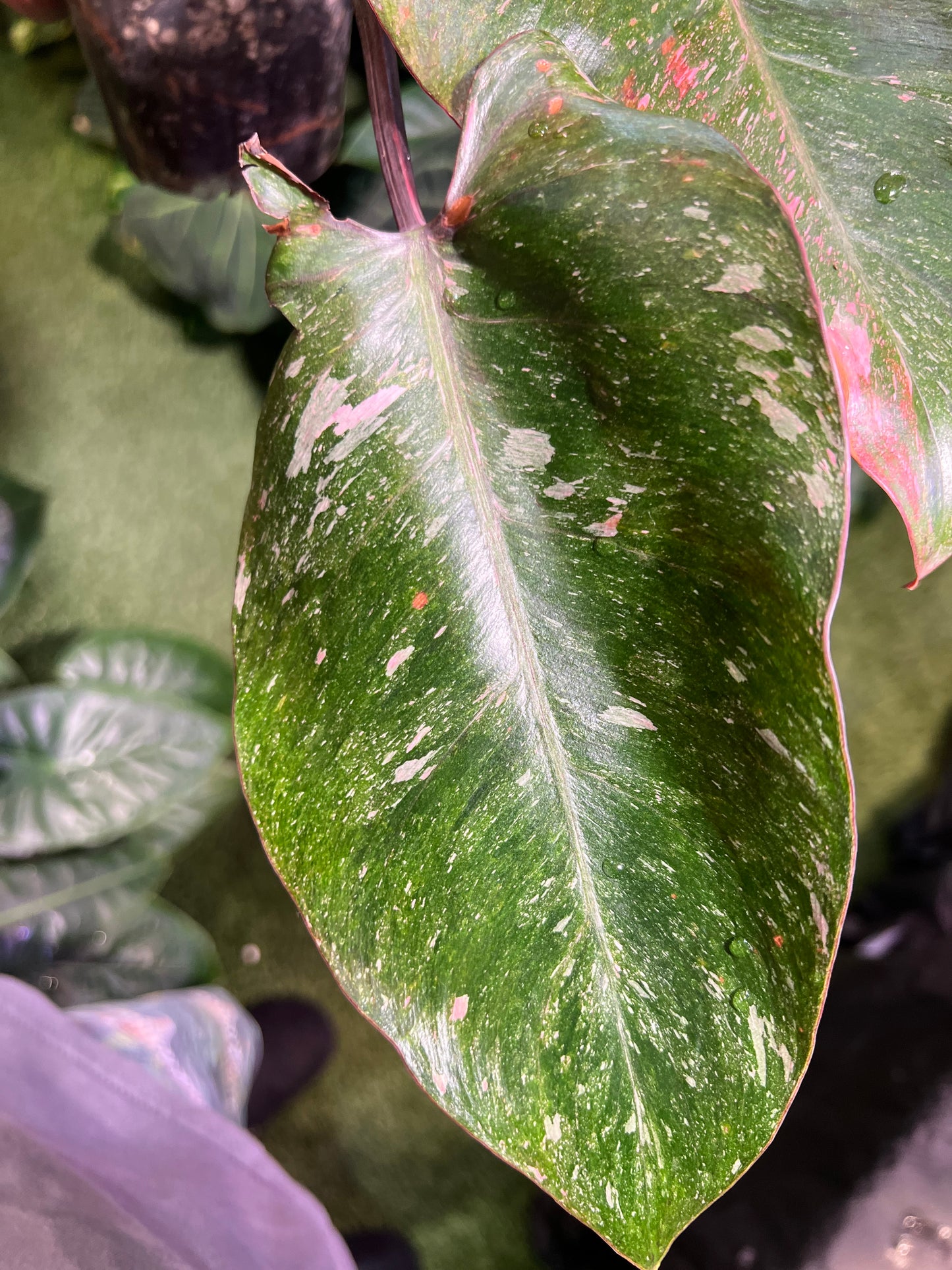Philodendron Galaxy Tri-Color