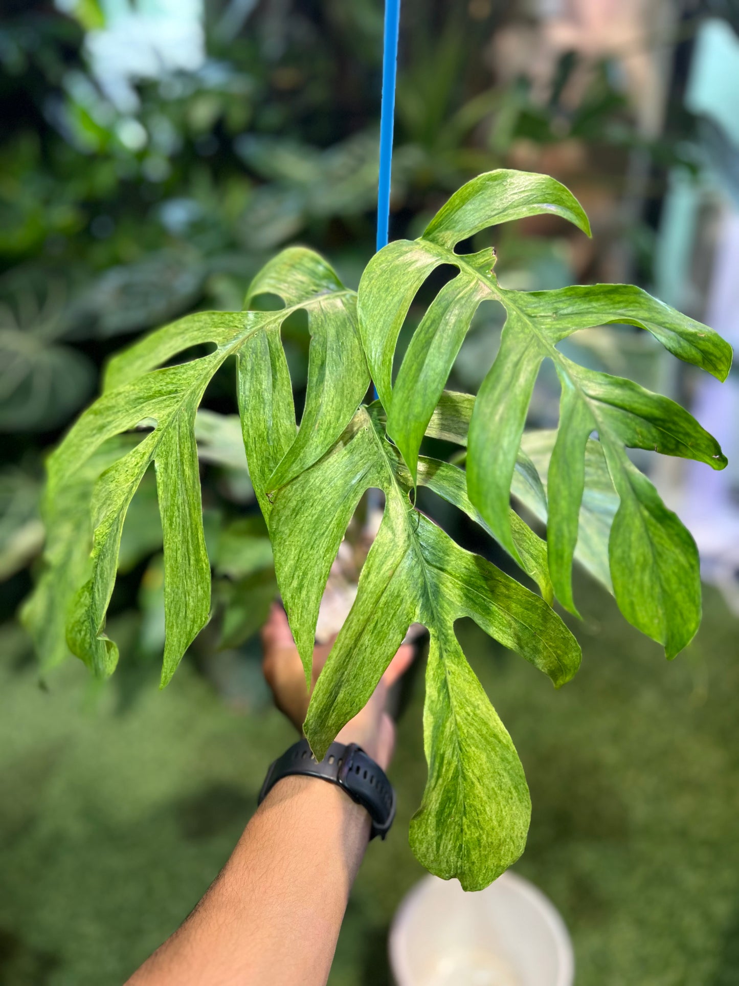Epipremnum Mint Tricolor