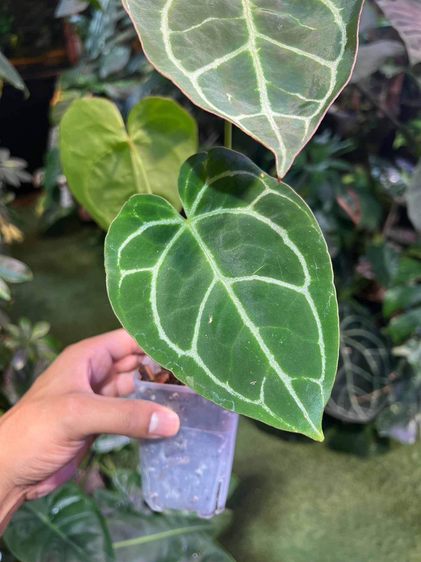 Anthurium Crystallinum