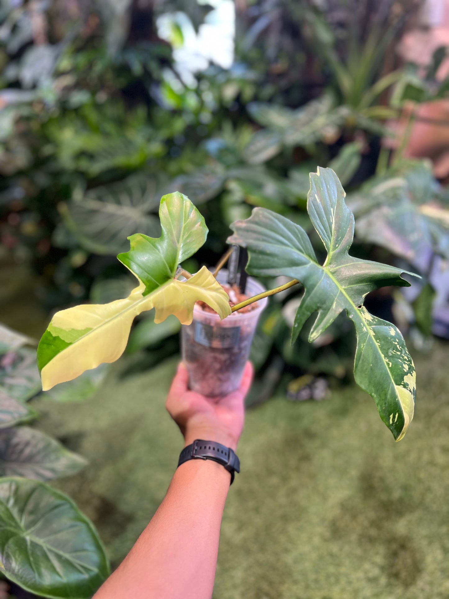 Philodendron Golden Dragon Variegated