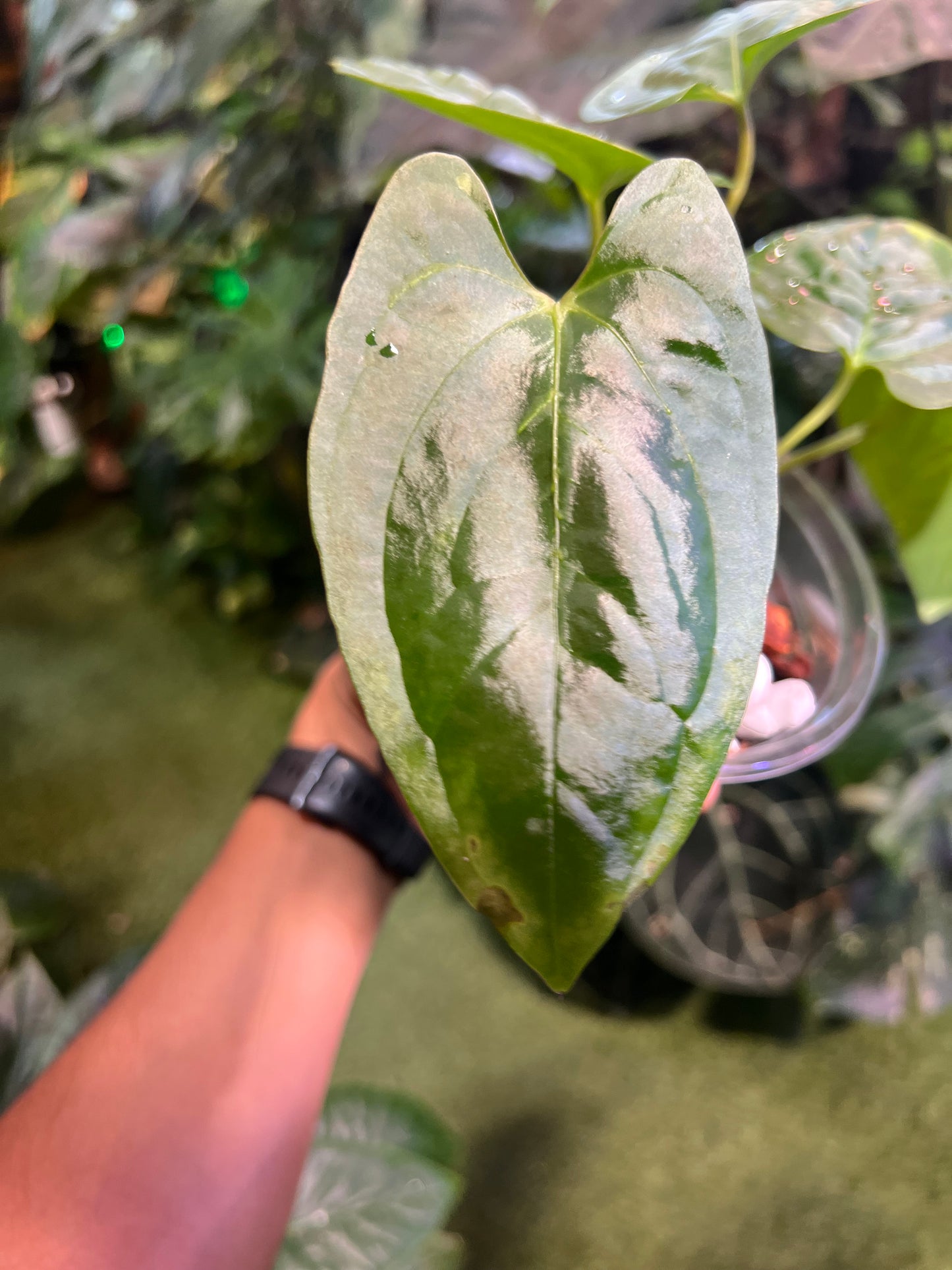 Anthurium Ochranthum Sub Velvet x Pap RA #16