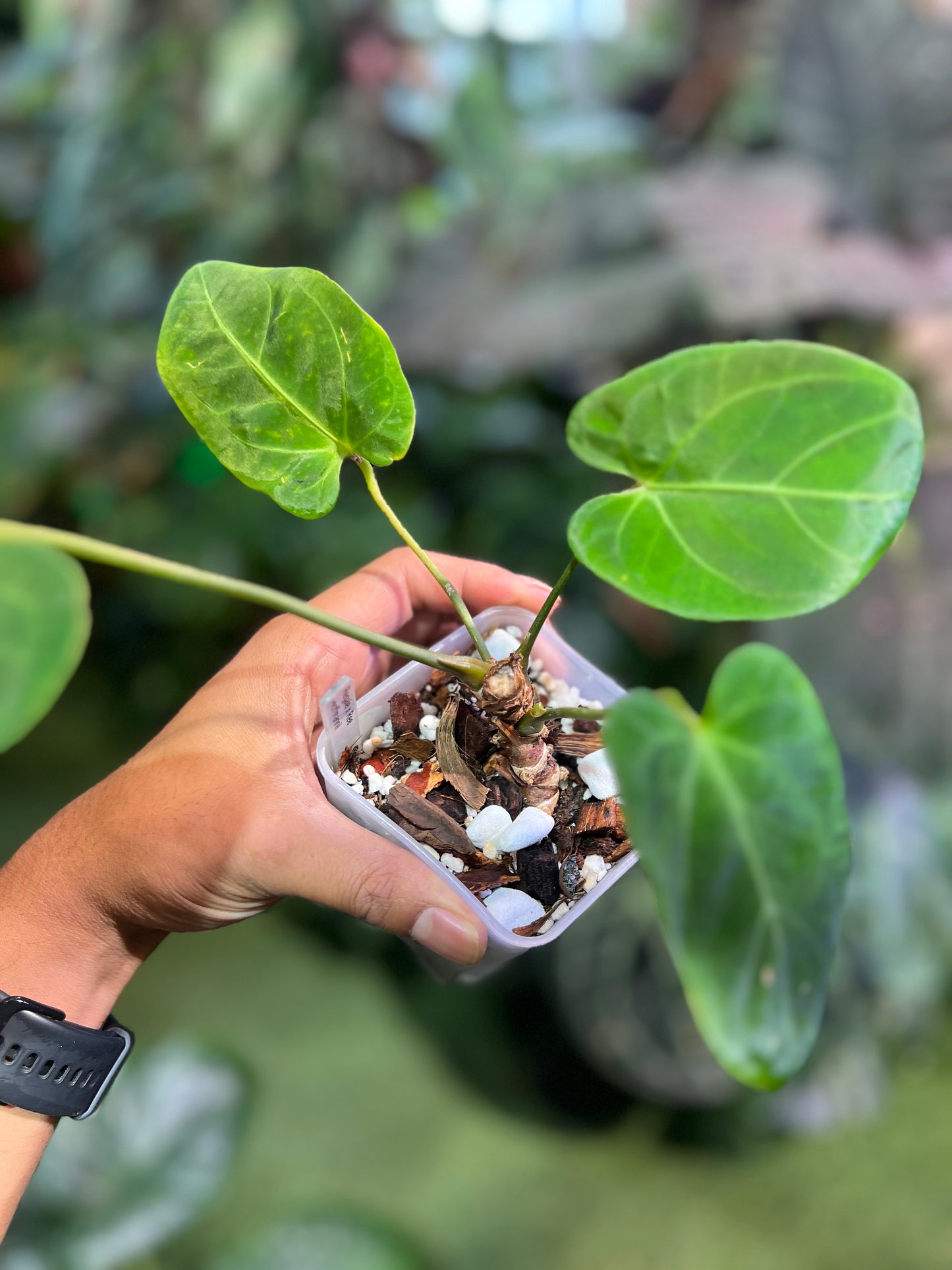 Anthurium Regale x Ree Hoffmannii