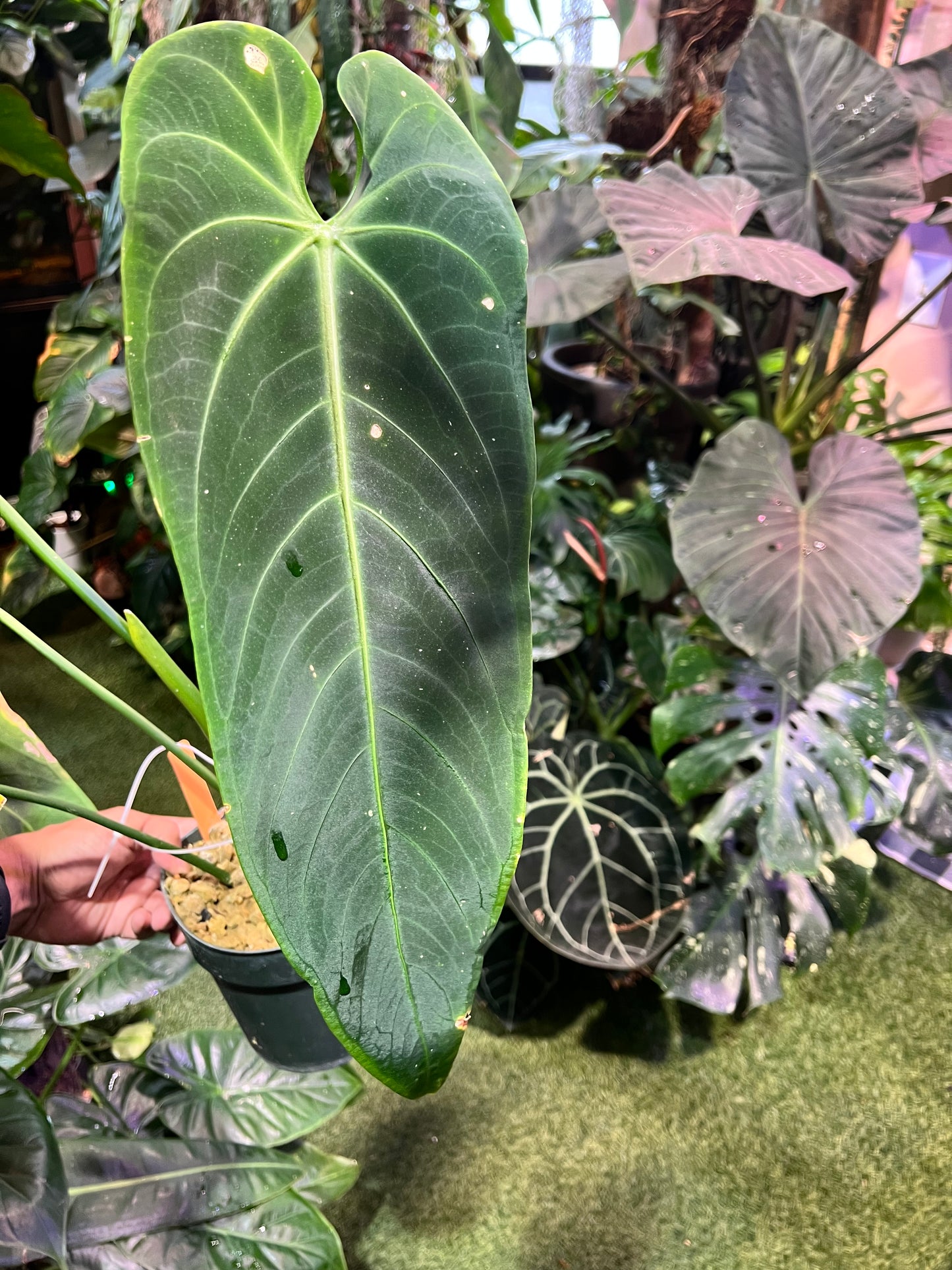 Anthurium Warocqueanum Esmeralda