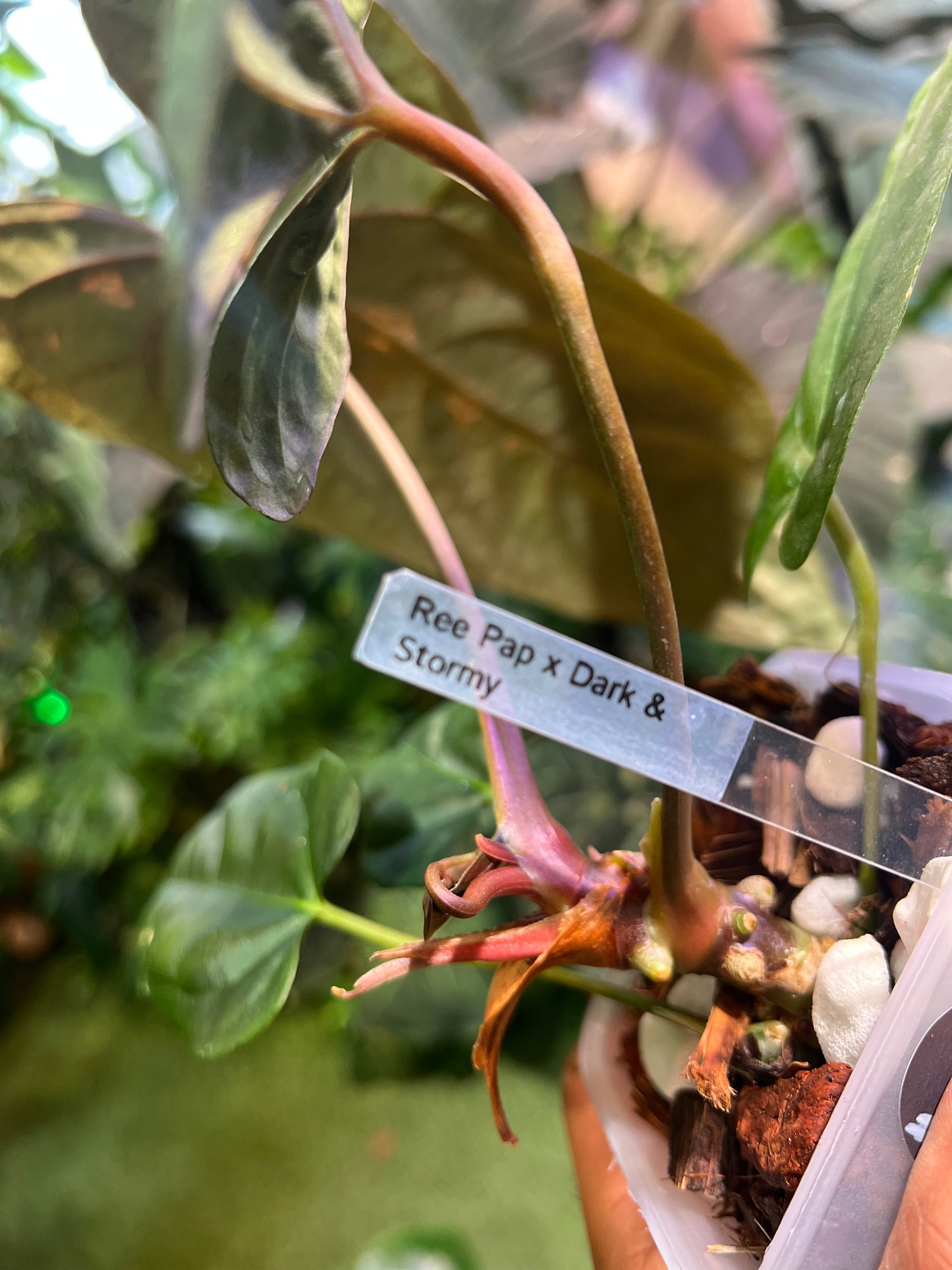 Anthurium Ree Pap x Dark & Stormy