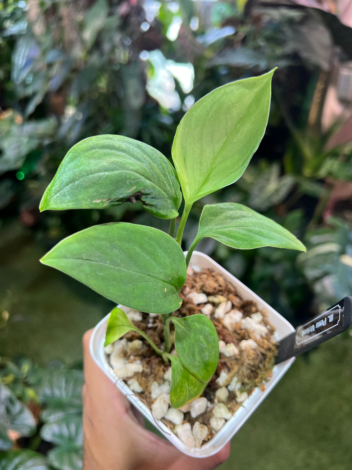 Monstera Peru Velvet