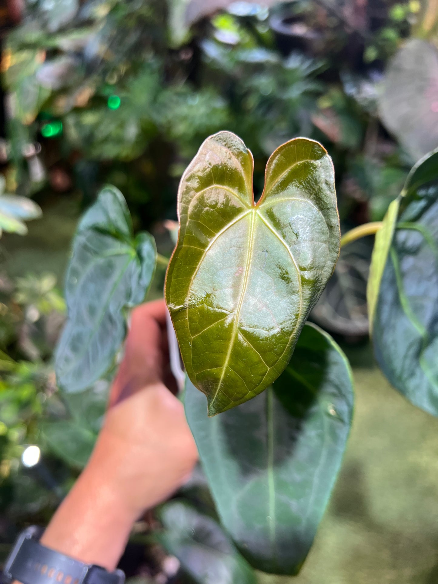 Anthurium Hoffmannii x Open
