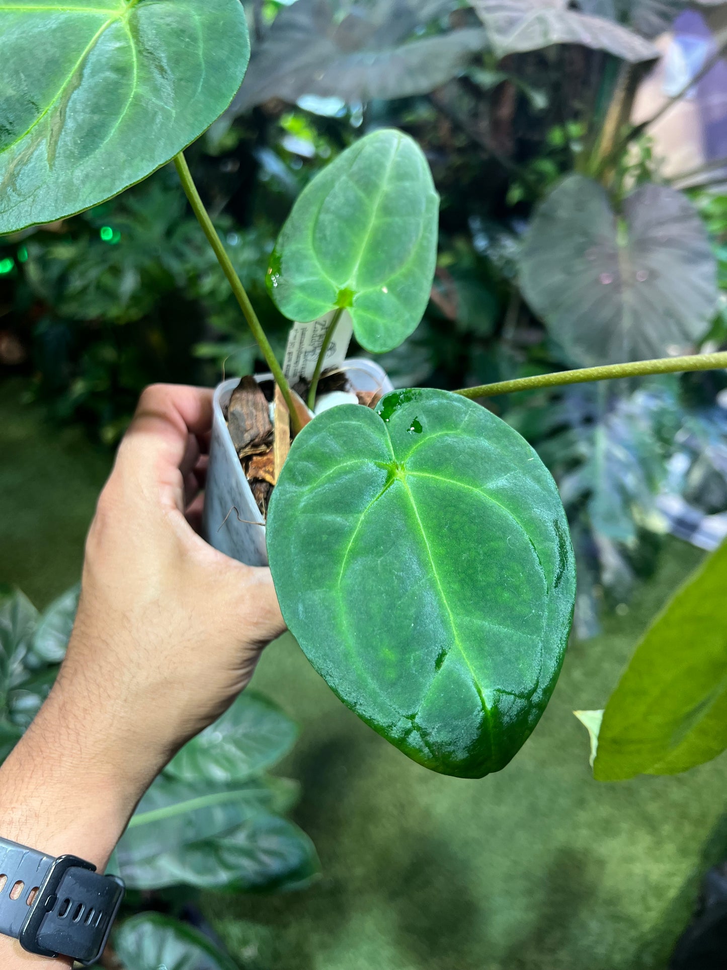 Anthurium Forgetii x Pap