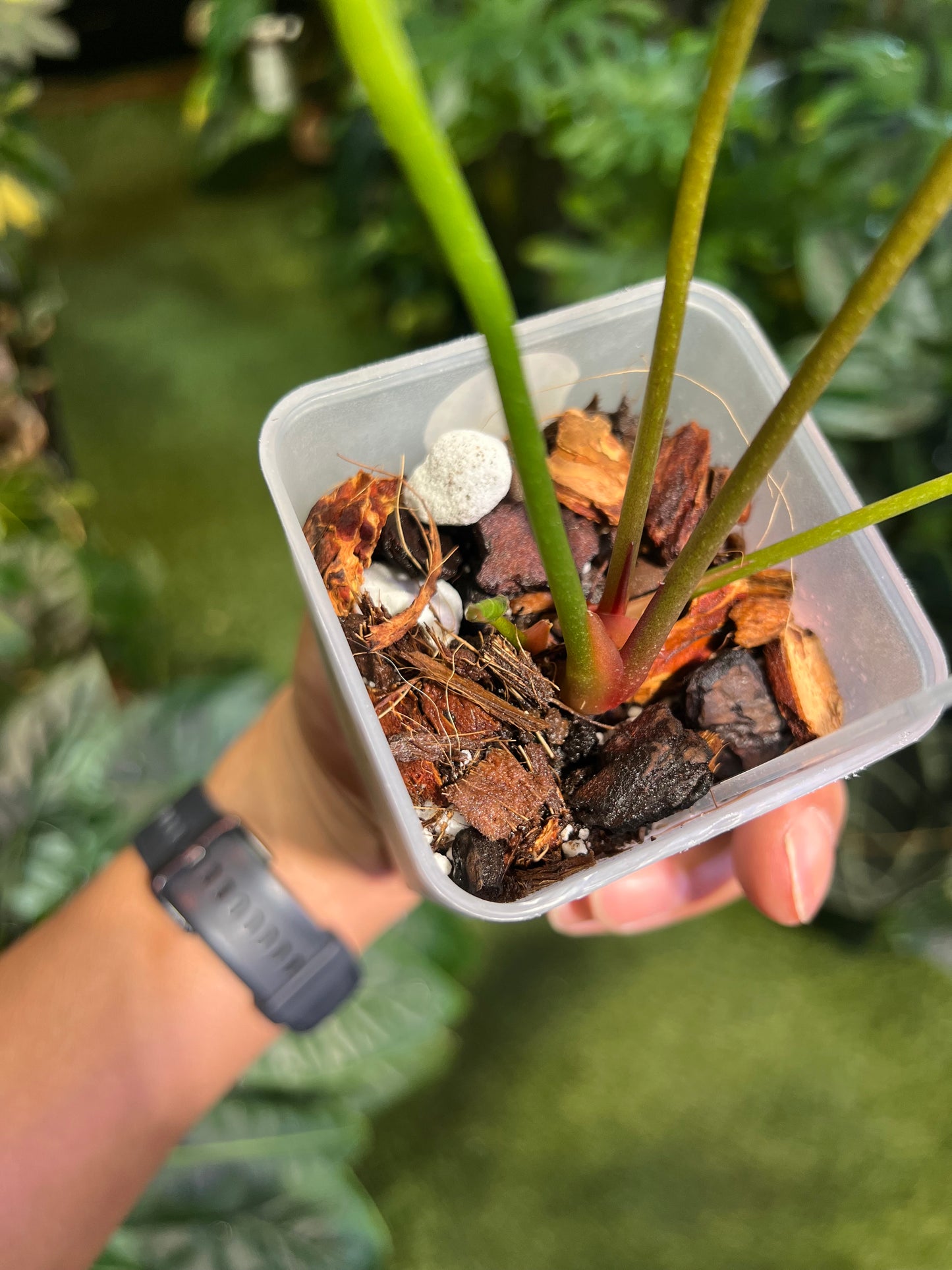 Anthurium Crystallinum