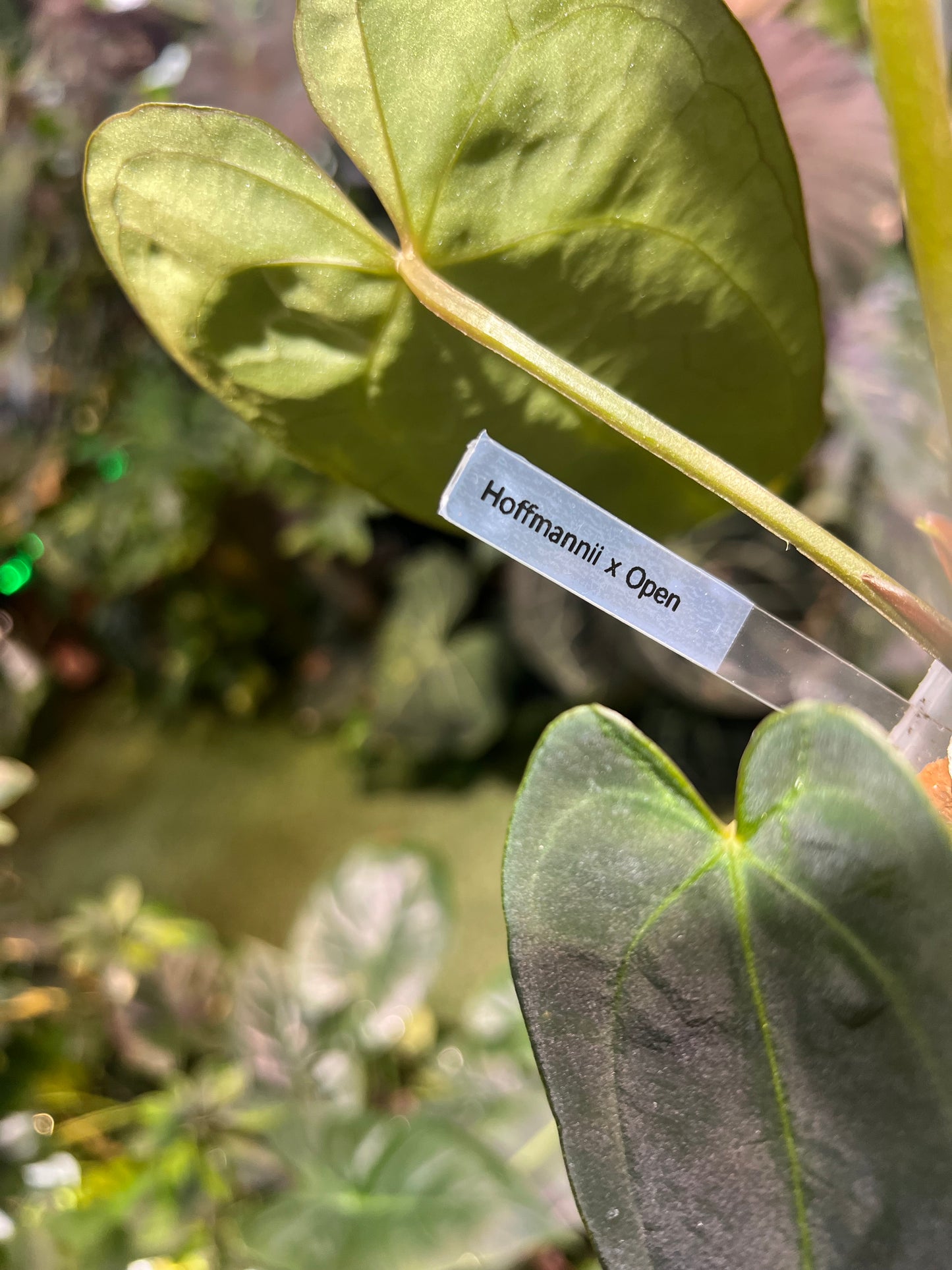 Anthurium Hoffmannii x Open