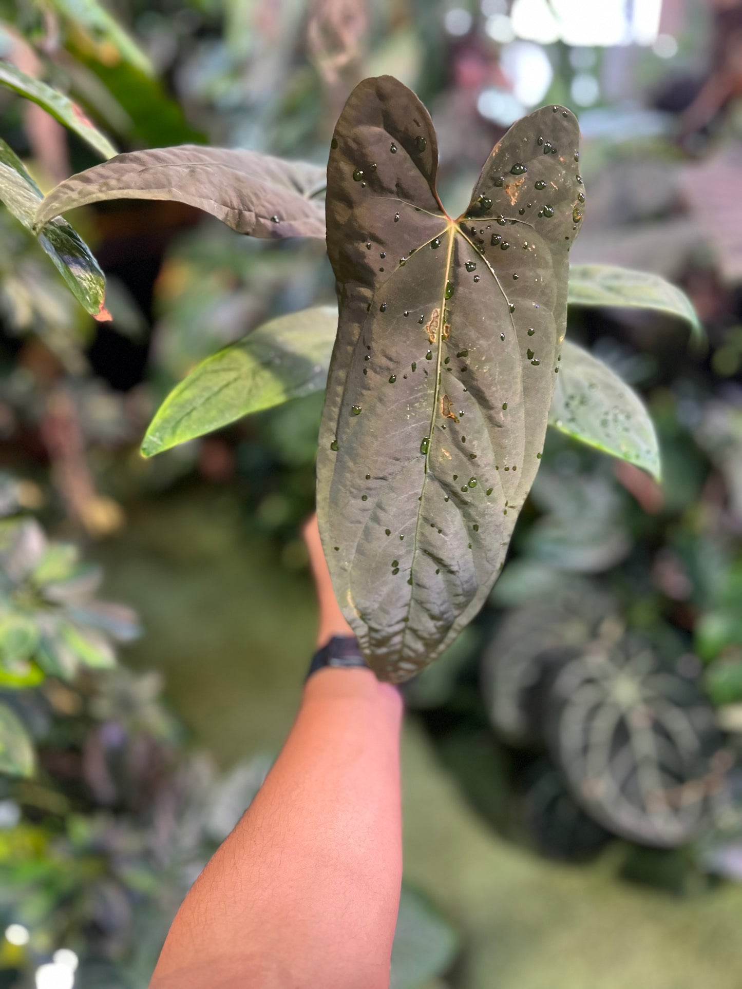 Anthurium Ree Pap x Dark & Stormy
