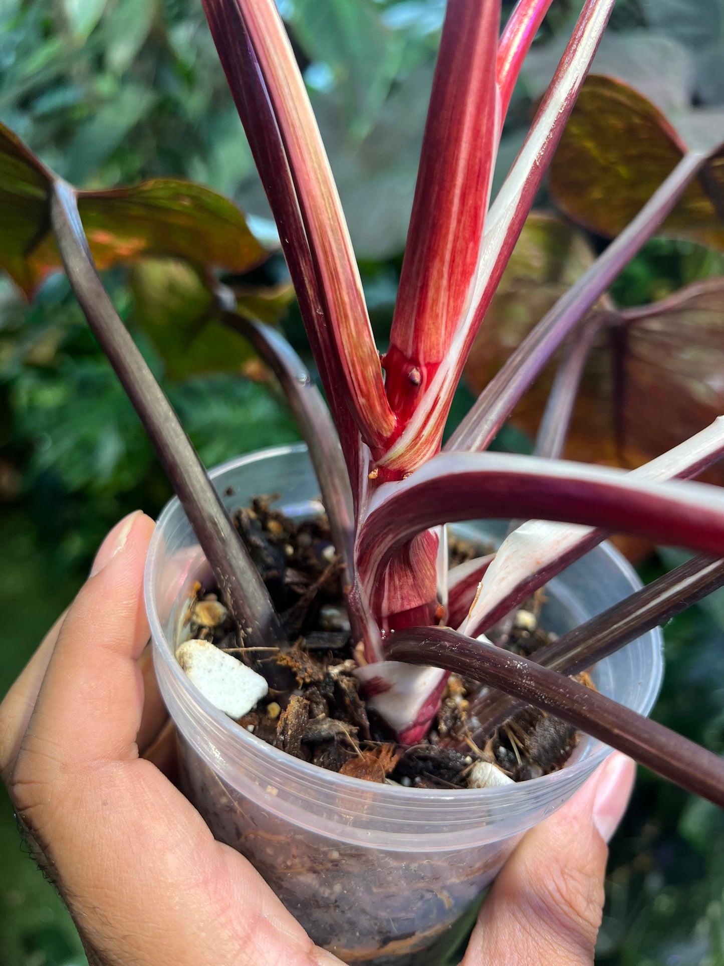 Philodendron Galaxy Tri-Color