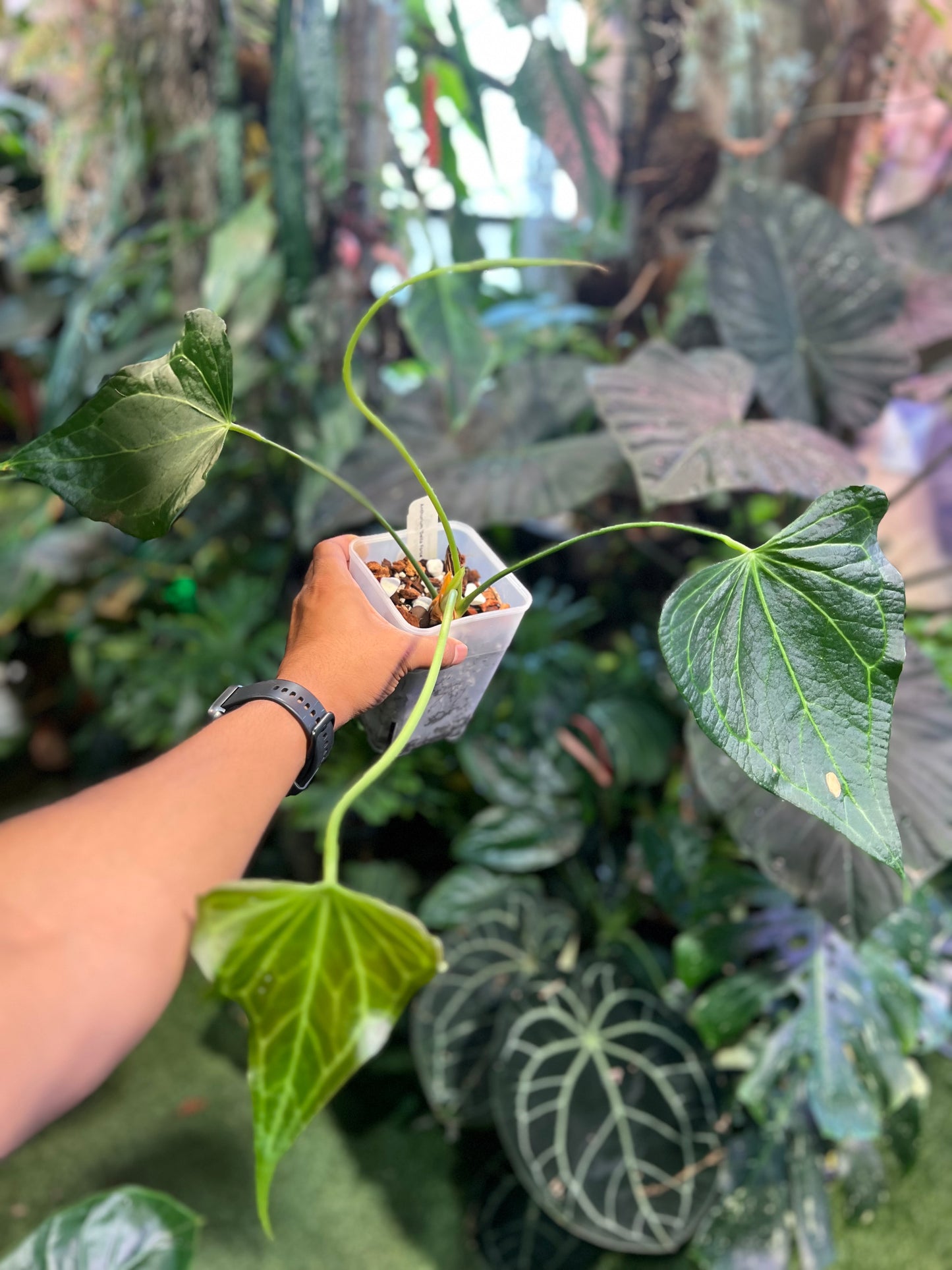 Anthurium Delta Force