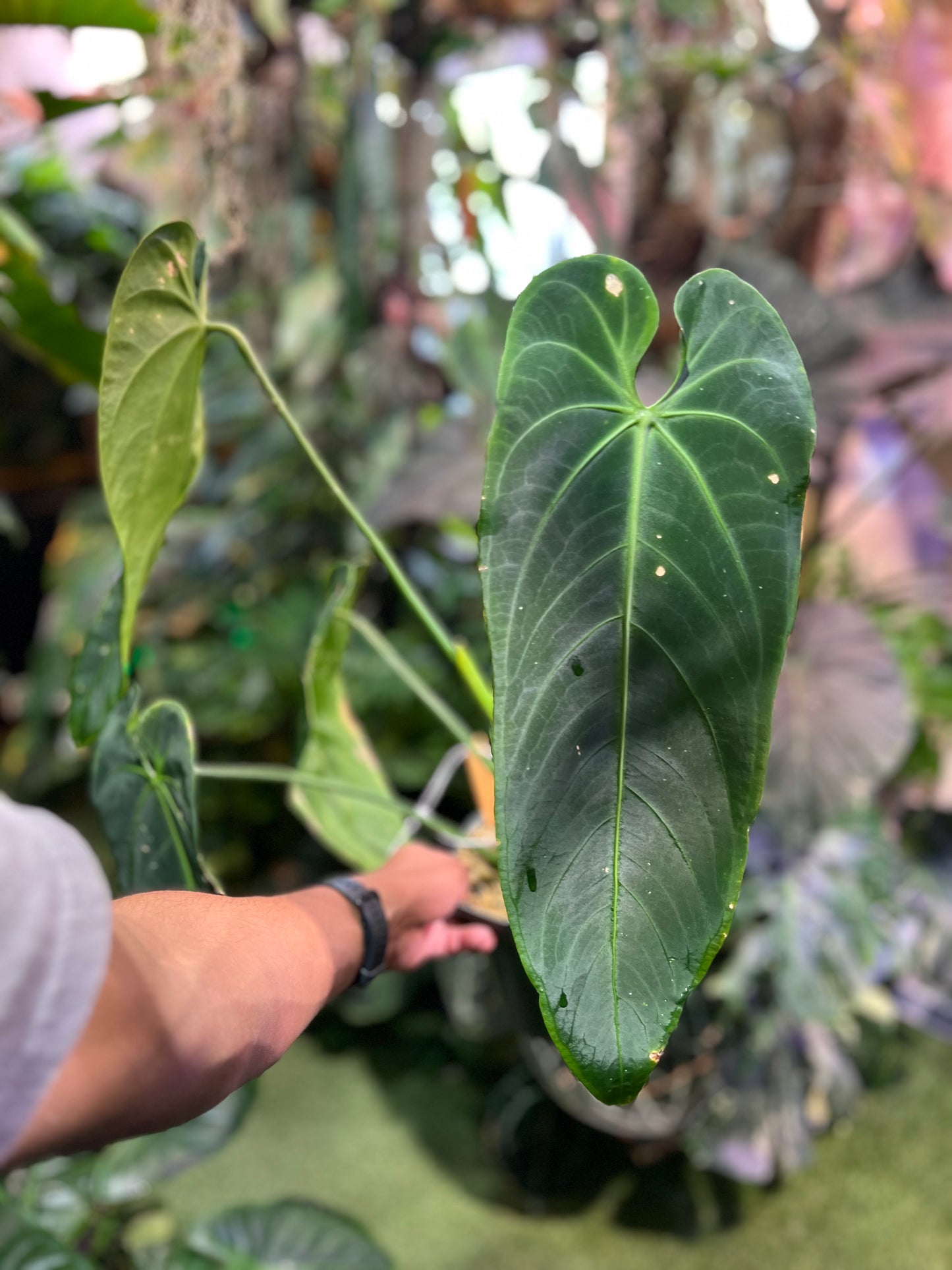 Anthurium Warocqueanum Esmeralda