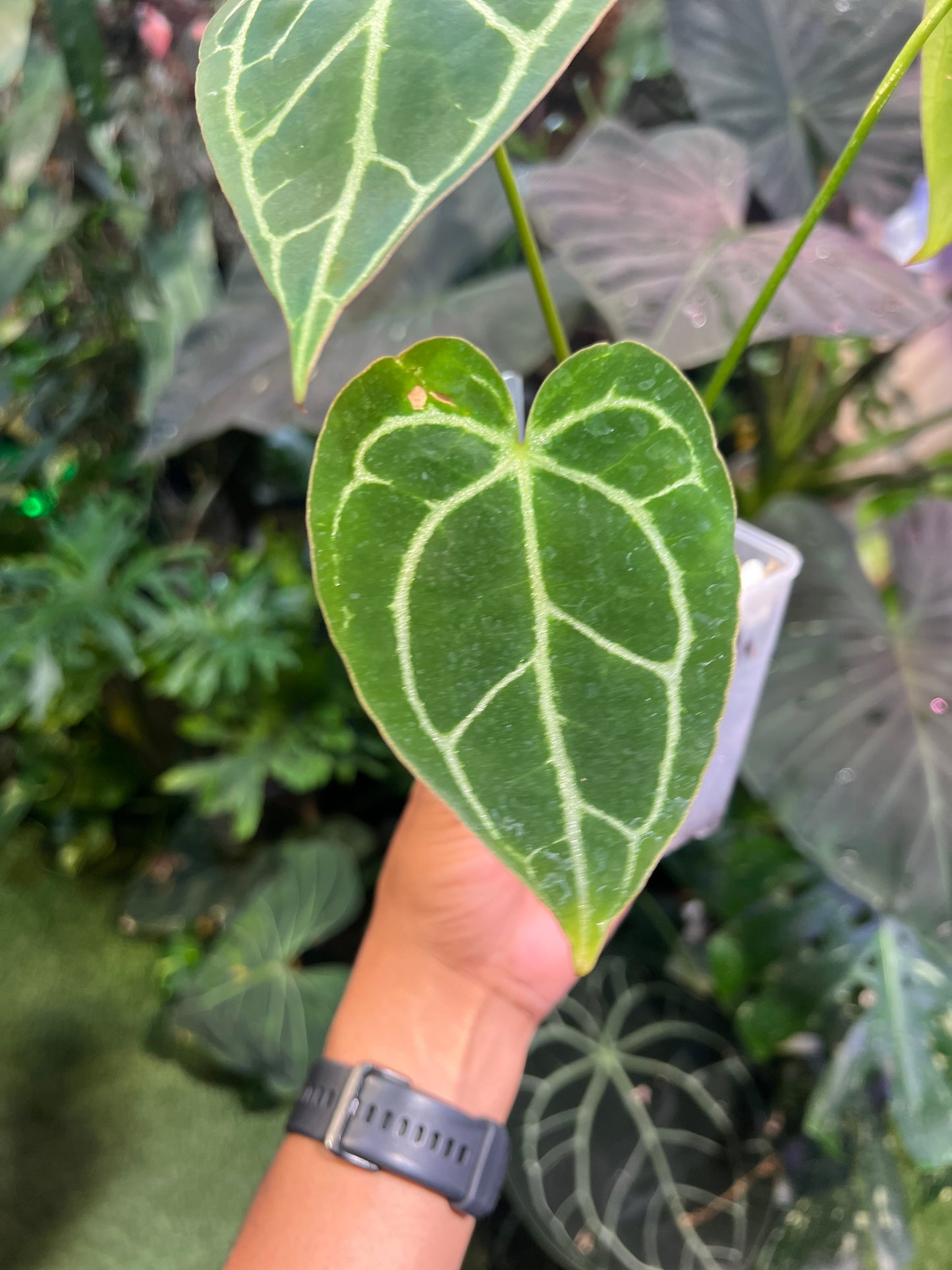 Anthurium Crystallinum