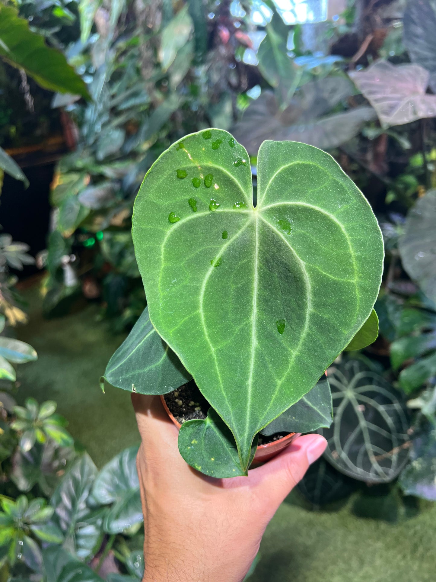 Anthurium Clarinervium