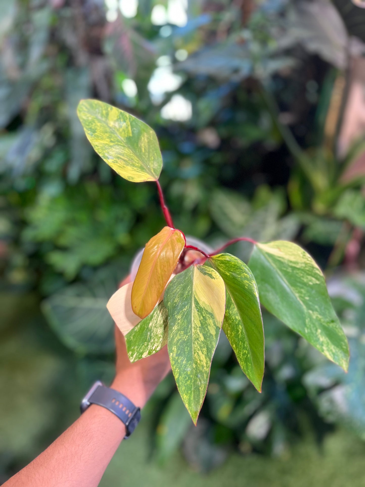 Philodendron Strawberry Shake