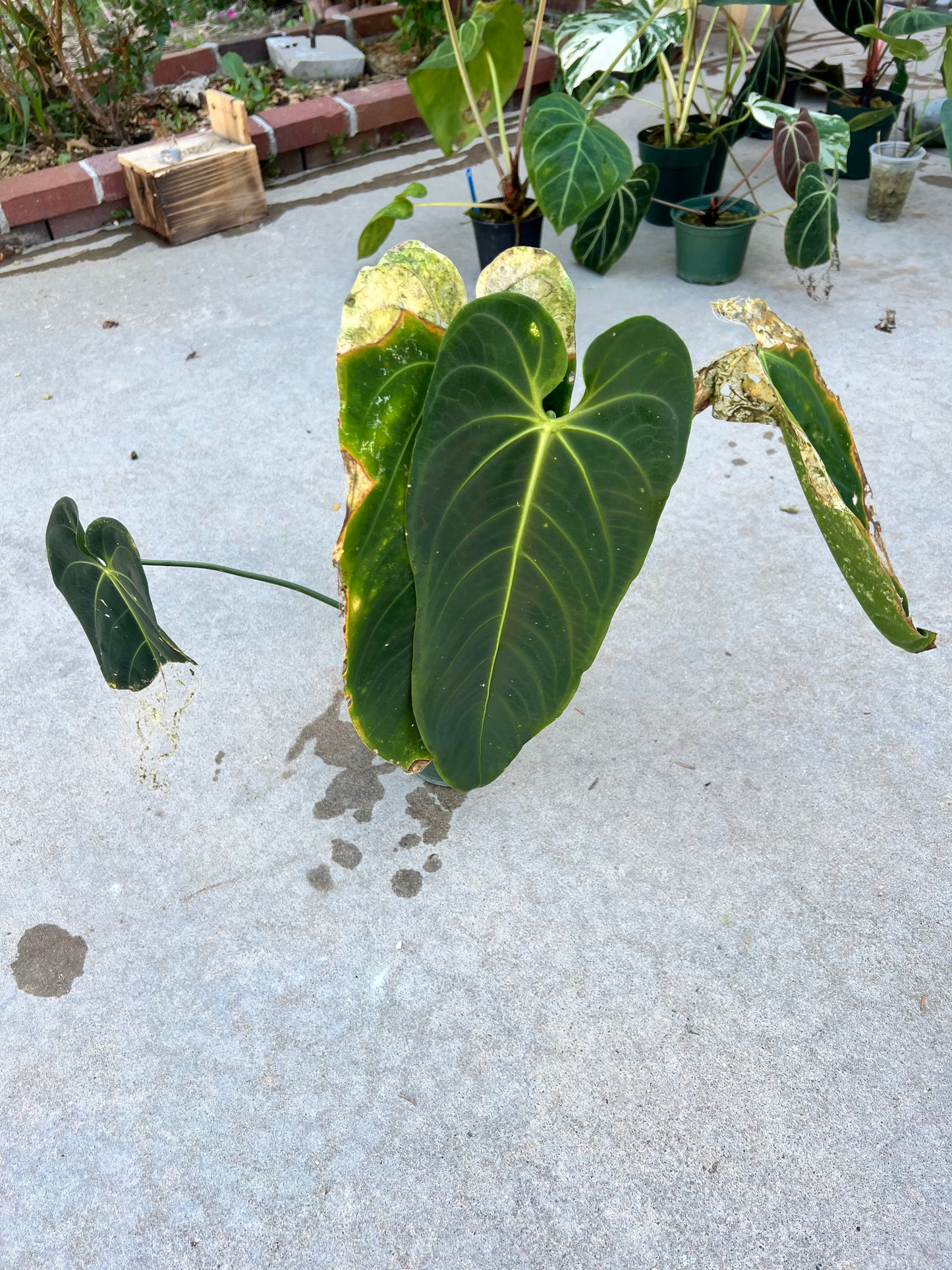 Anthurium Esmeralda