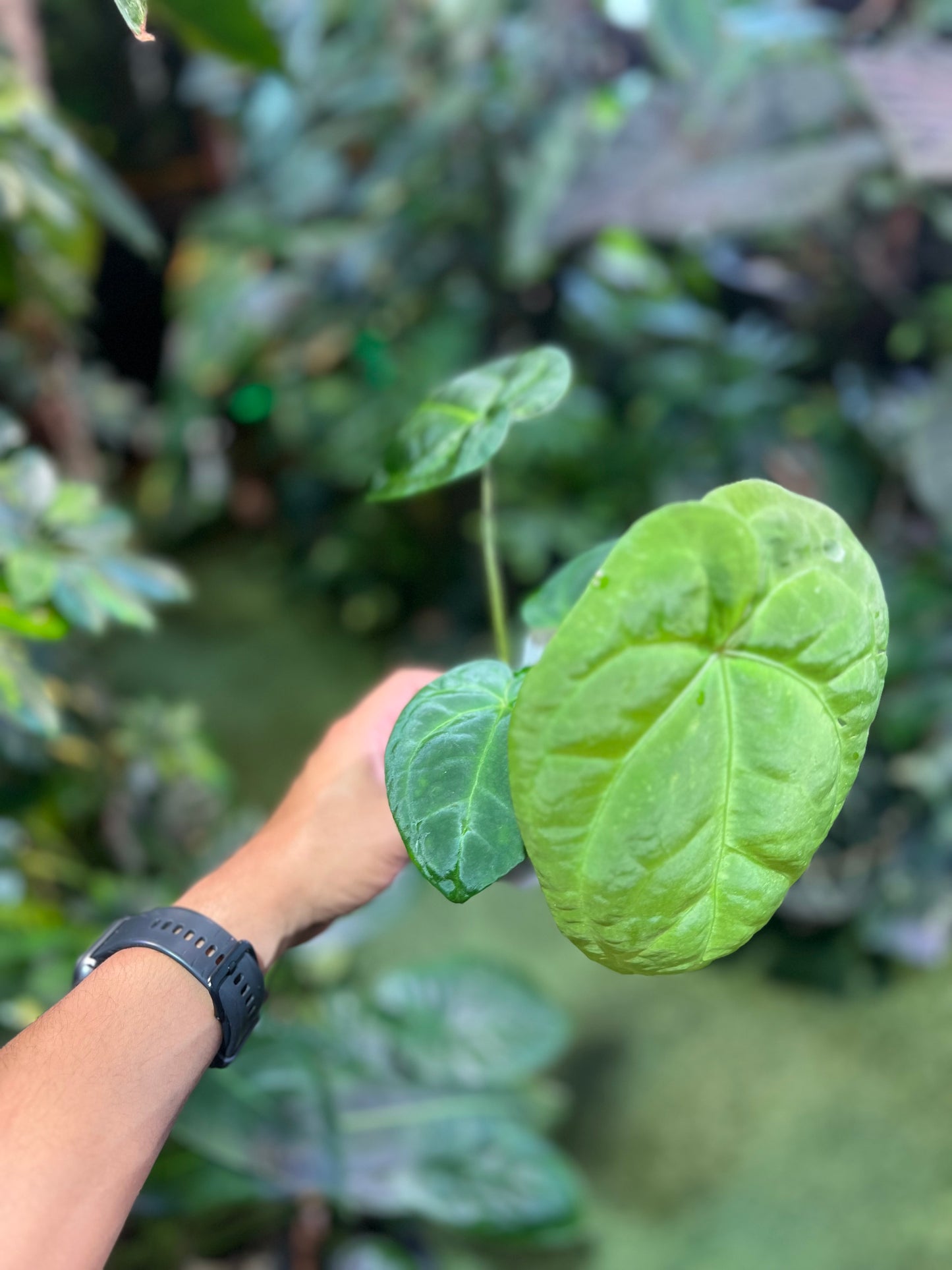 Anthurium Forgetii x Pap